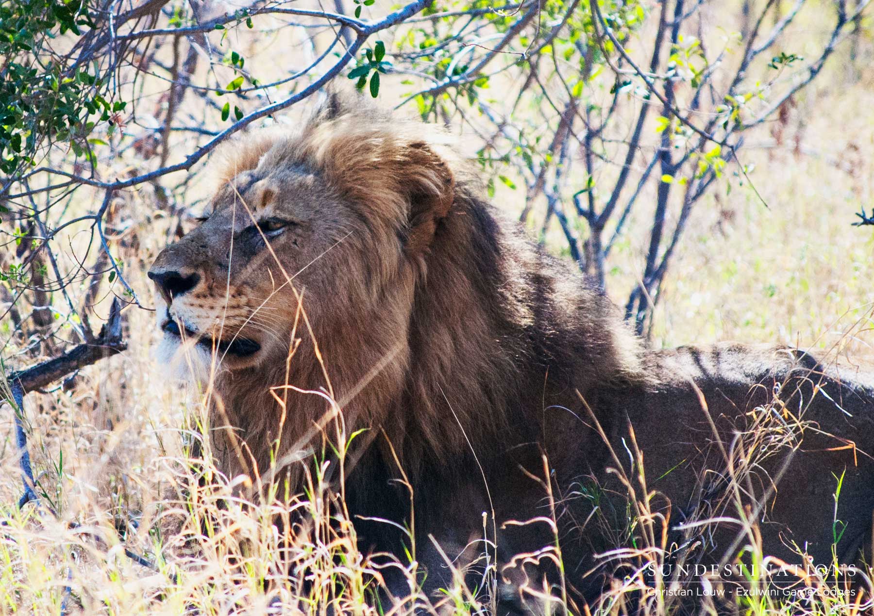 Male Lion at Ezulwini Game Lodges Male Lion at Ezulwini Game Lodges