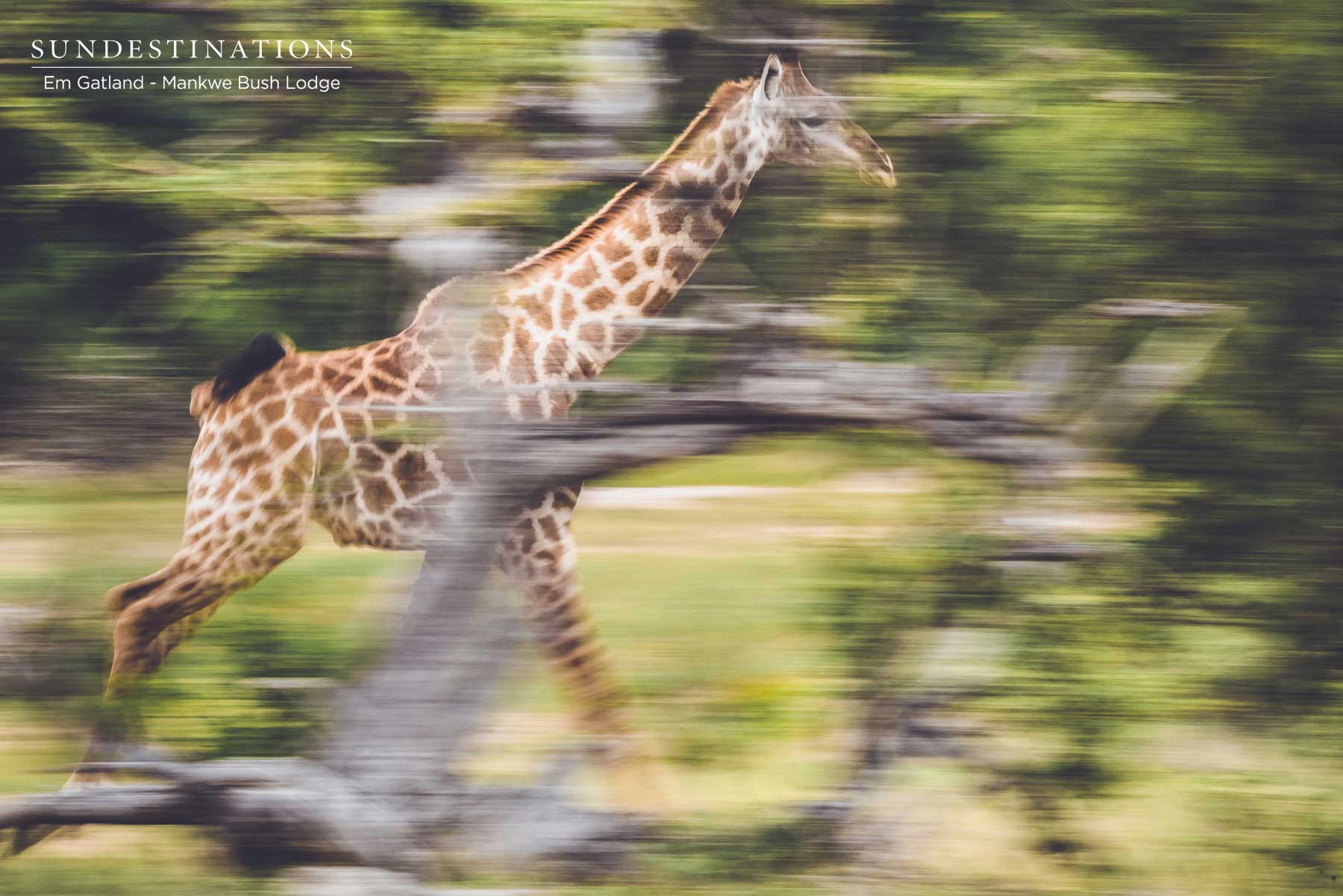 Mankwe Bush Lodge Giraffe Mankwe Bush Lodge Giraffe