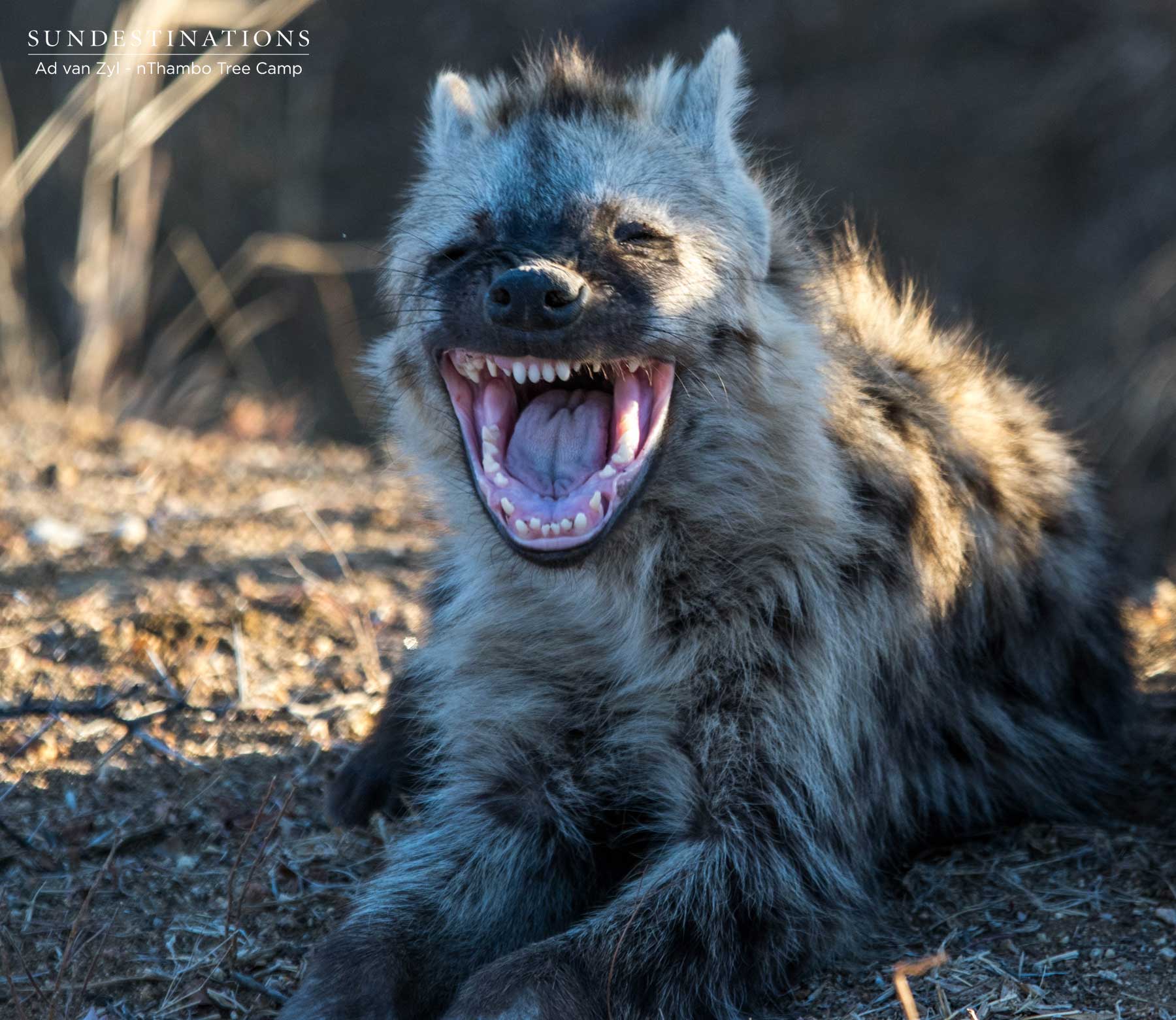 Fluffy Hyena Cub Fluffy Hyena Cub