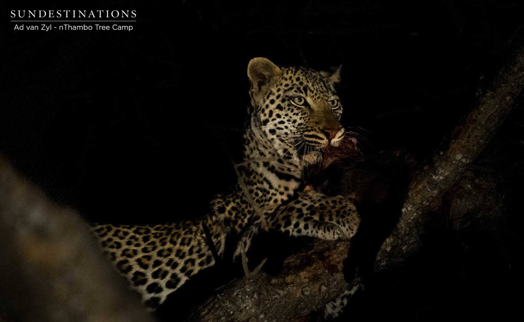 Leopard at nThambo Tree Camp Leopard at nThambo Tree Camp