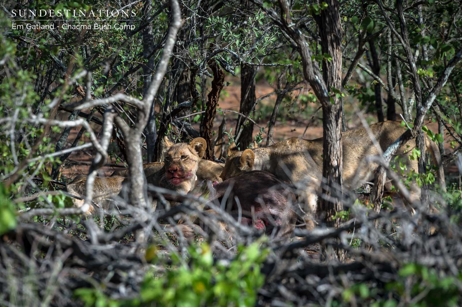 Lionesses at Lamai Gate Lionesses at Lamai Gate