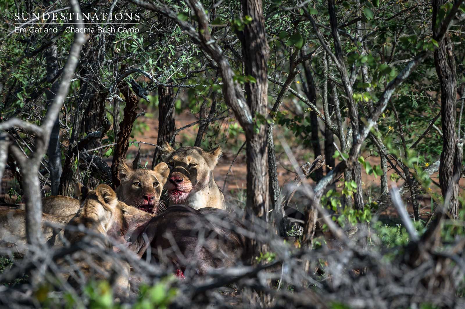 Lionesses on Kill at Lamai Gate Lionesses on Kill at Lamai Gate