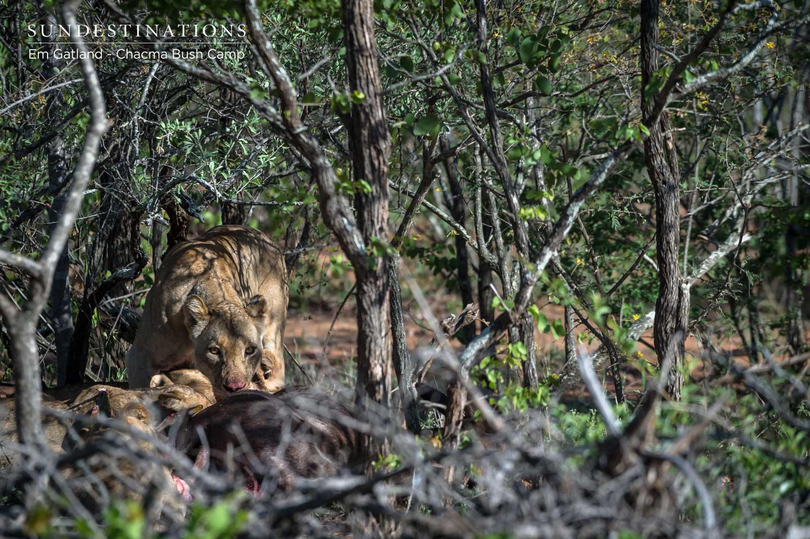Lionesses and Sub-adult Cub at Lamai Lionesses and Sub-adult Cub at Lamai
