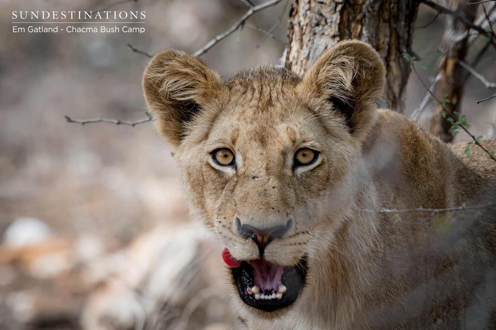 Maseke Lion Cubs Maseke Lion Cubs