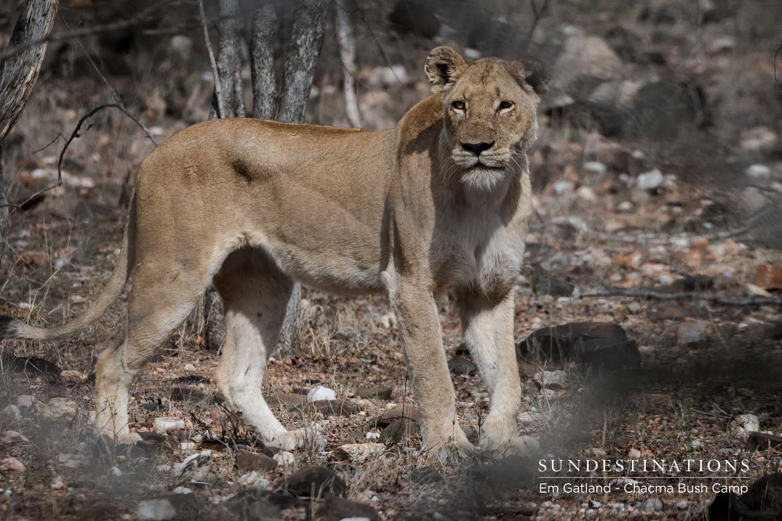 Maseke Lioness with Sub-adults Maseke Lioness with Sub-adults