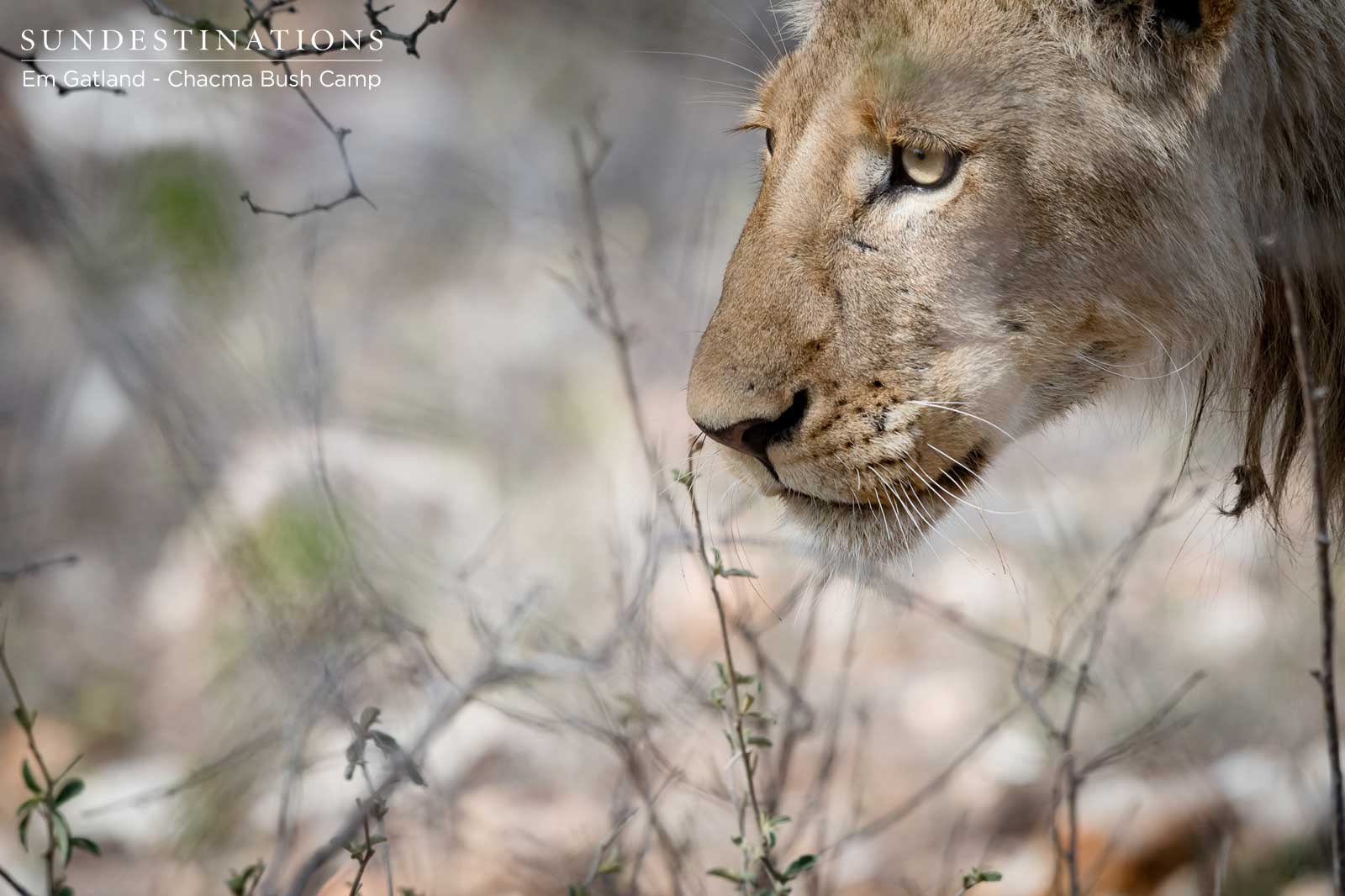 Maseke Lion Cubs on the Move Maseke Lion Cubs on the Move