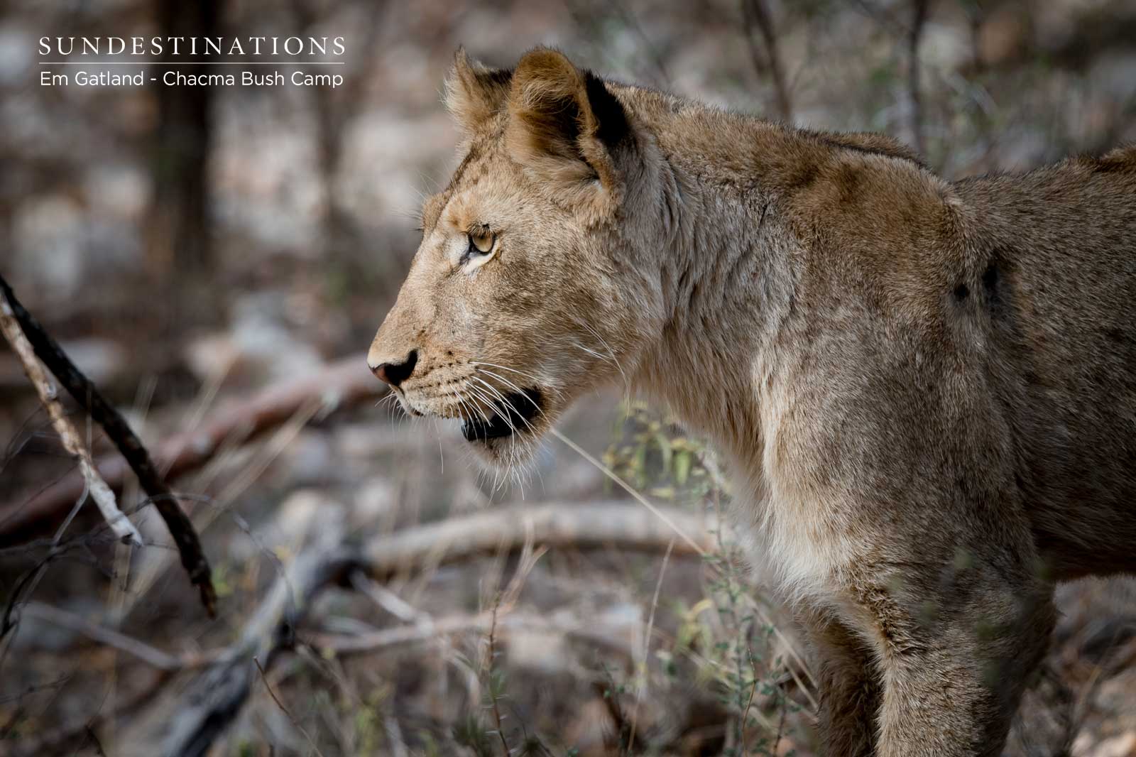 Maseke Lion Cubs in Maseke Maseke Lion Cubs in Maseke