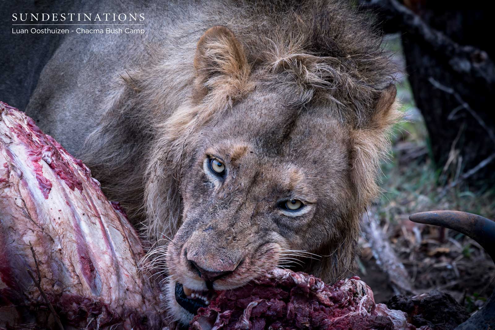 Maseke Male Lions Maseke Male Lions