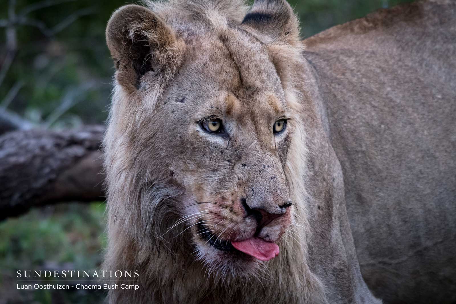 Maseke Males Bloodstained Maseke Males Bloodstained