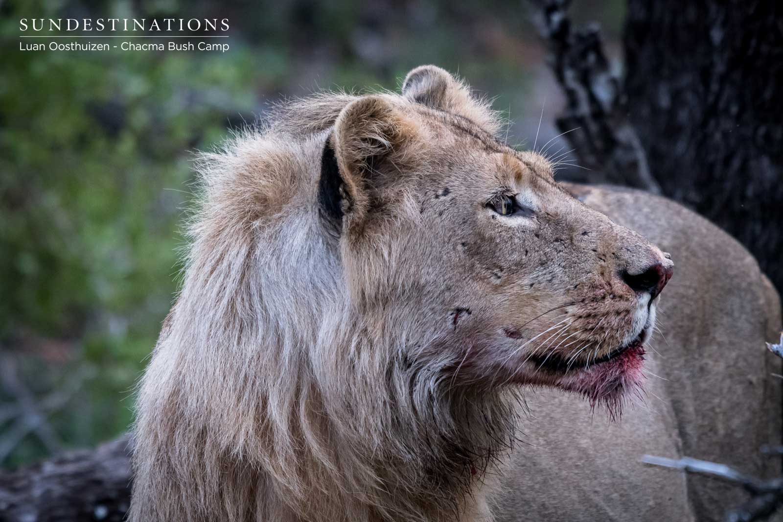 One of the Maseke Males One of the Maseke Males