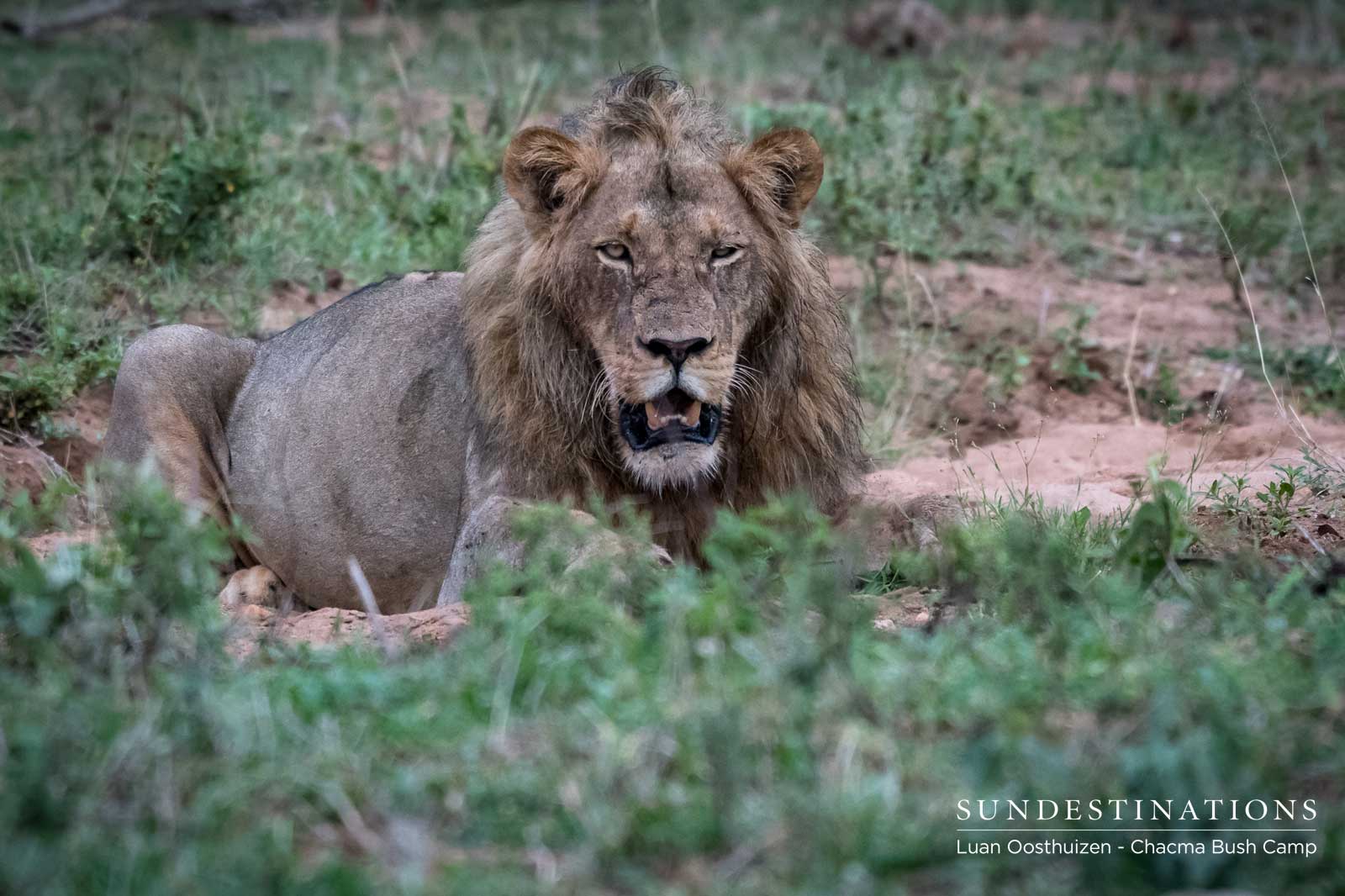 Maseke Males on a Kill Maseke Males on a Kill