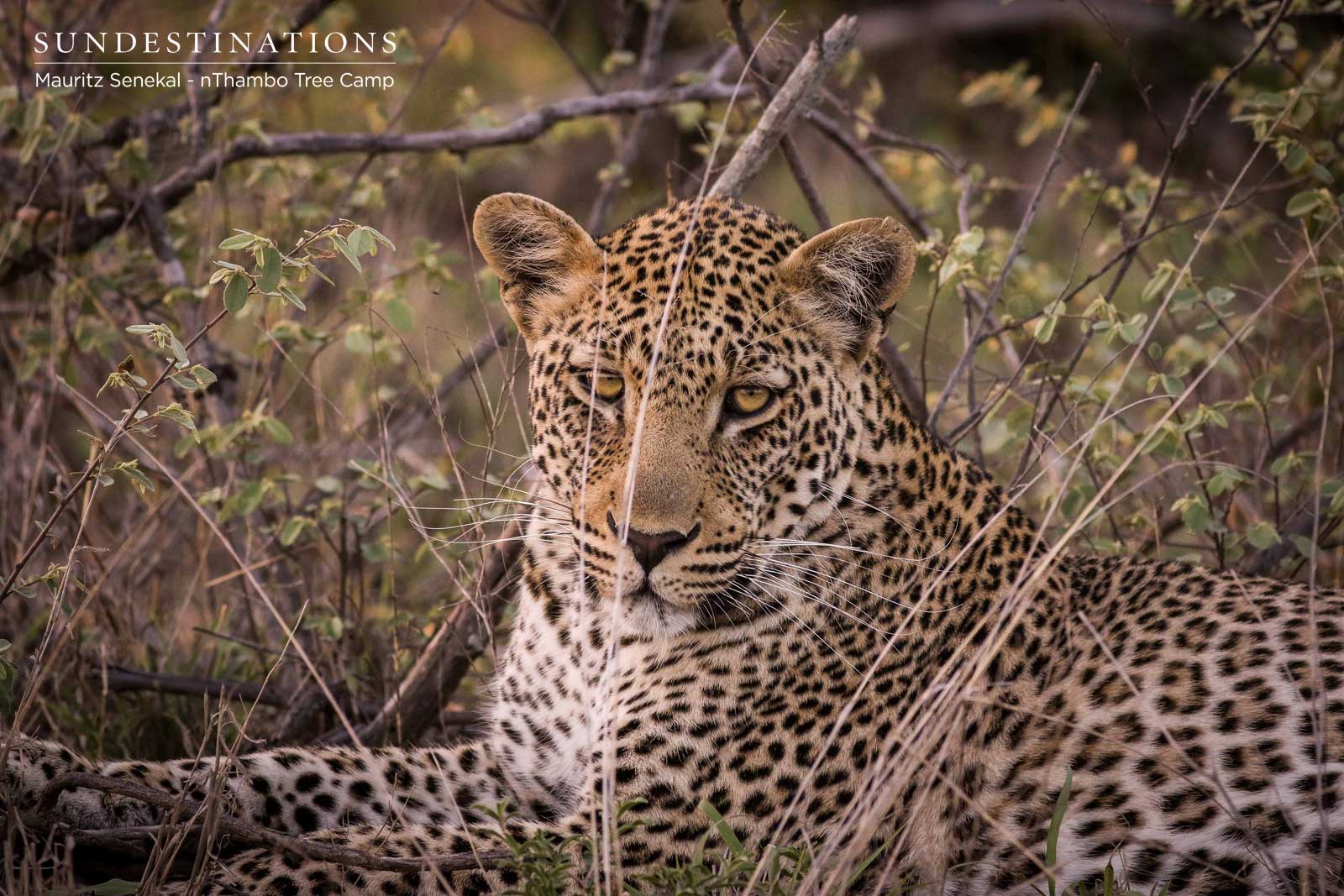 Bundu the Leopard in Klaserie Bundu the Leopard in Klaserie