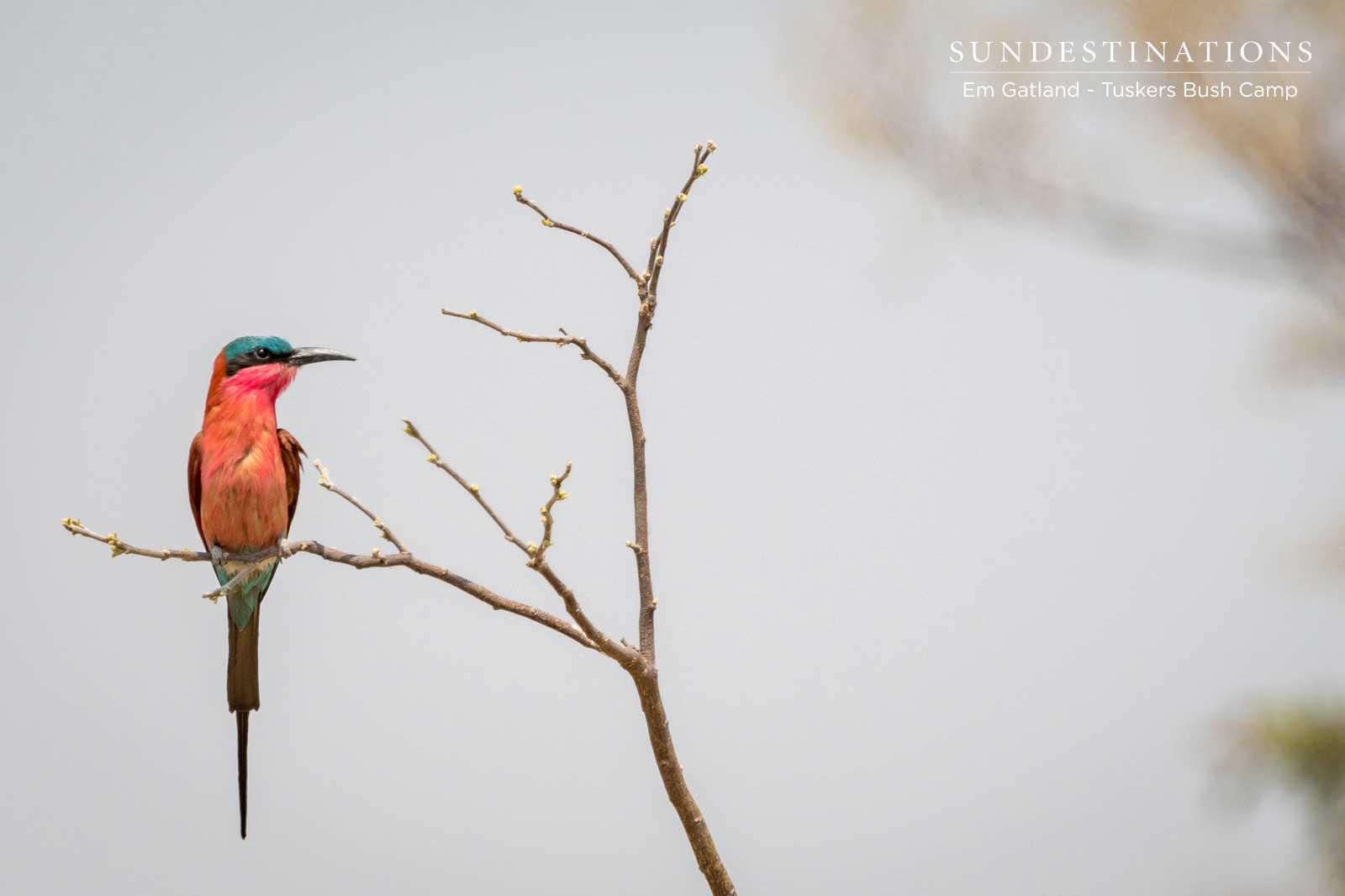 Carmine Bee-eater Botswana Carmine Bee-eater Botswana