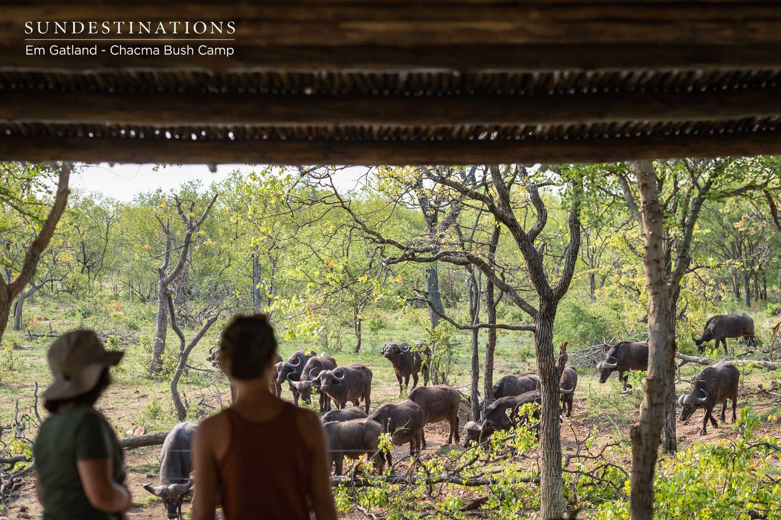Buffalo at the Waterhole - Chacma Buffalo at the Waterhole - Chacma