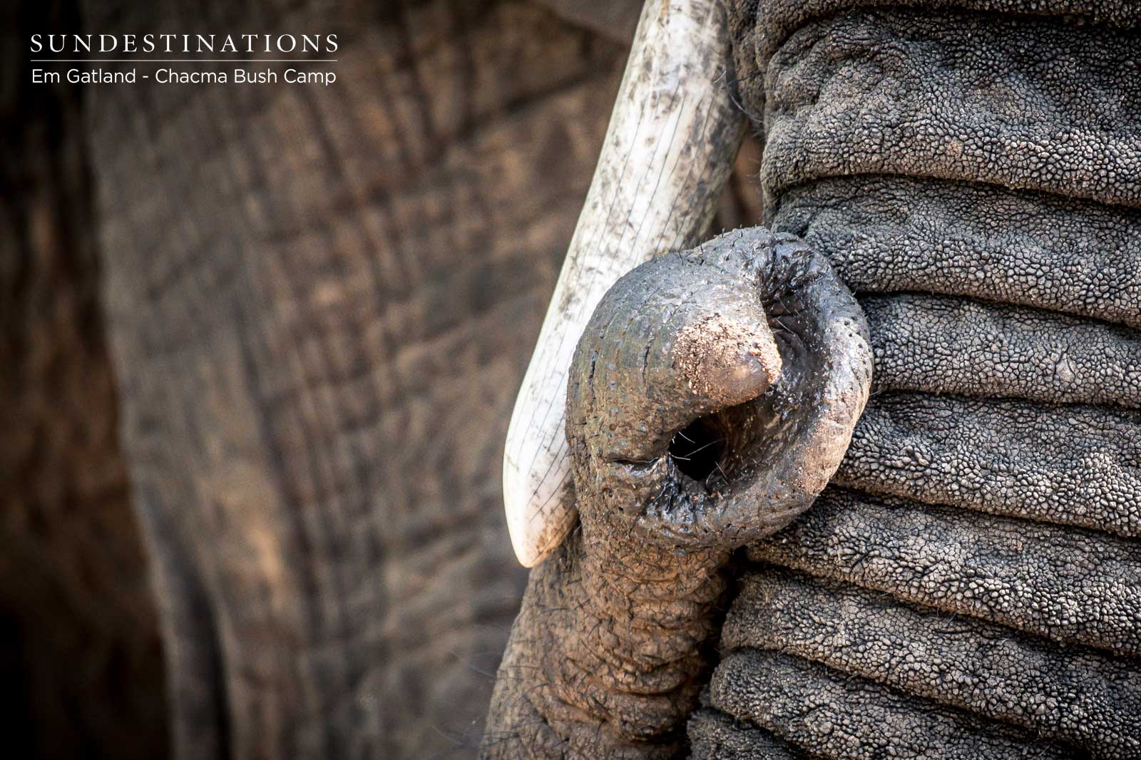 Elephant Trunk and Tusk at Chacma Elephant Trunk and Tusk at Chacma