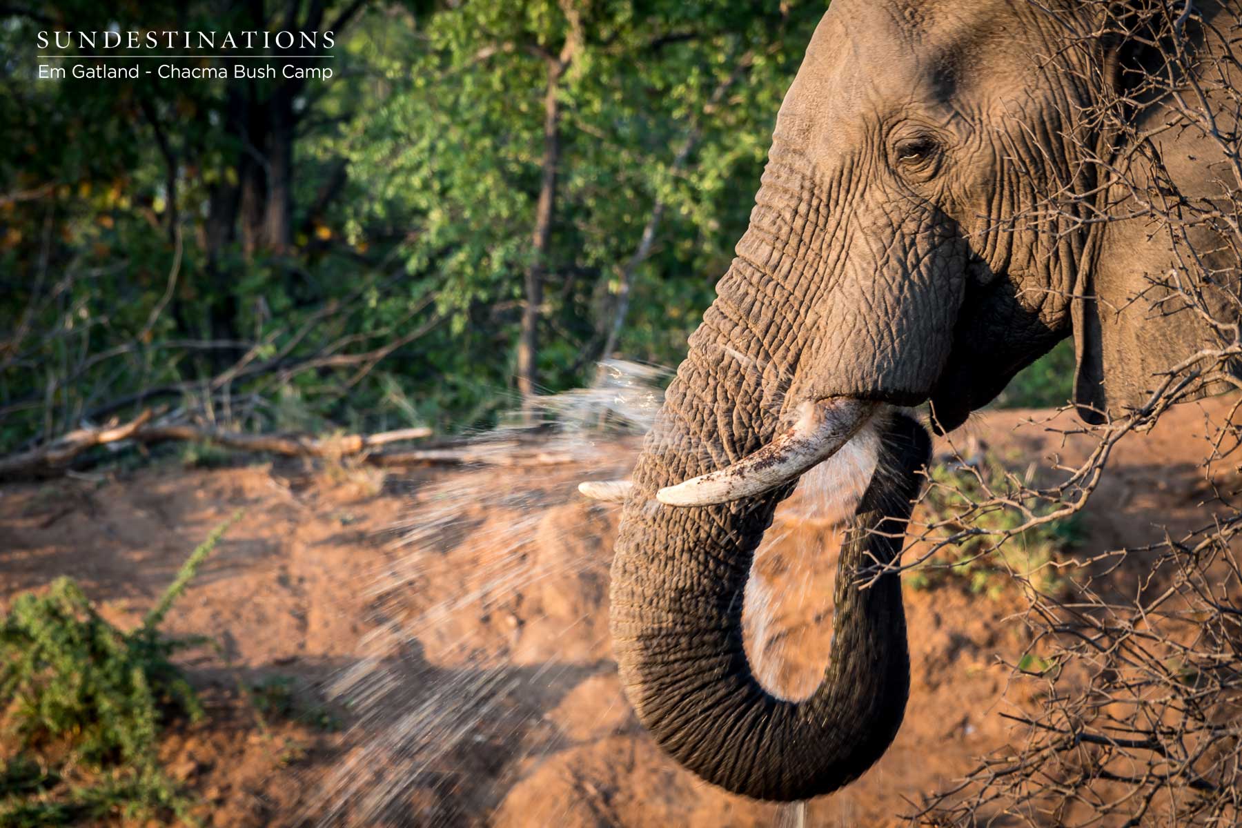 Chacma Elephant Tusk Chacma Elephant Tusk