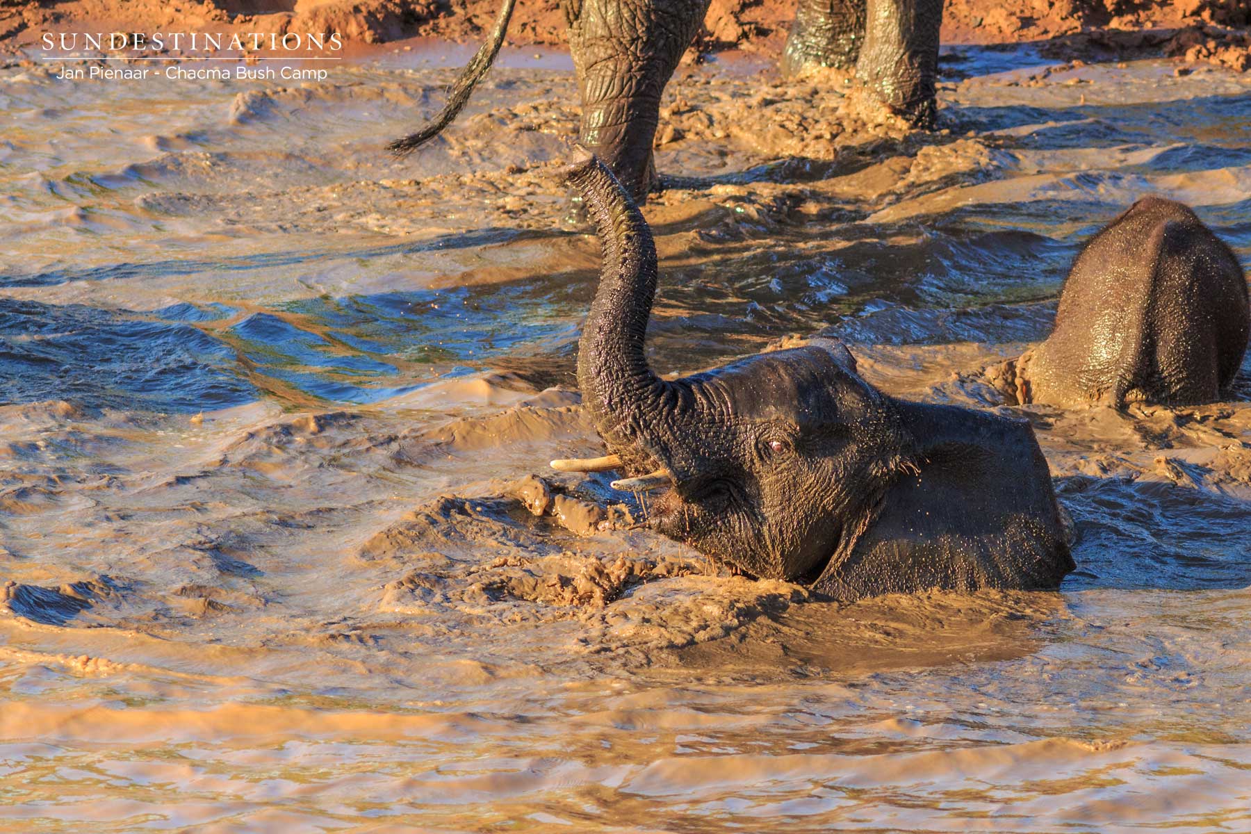 WIPChacmaElephantsWater WIPChacmaElephantsWater