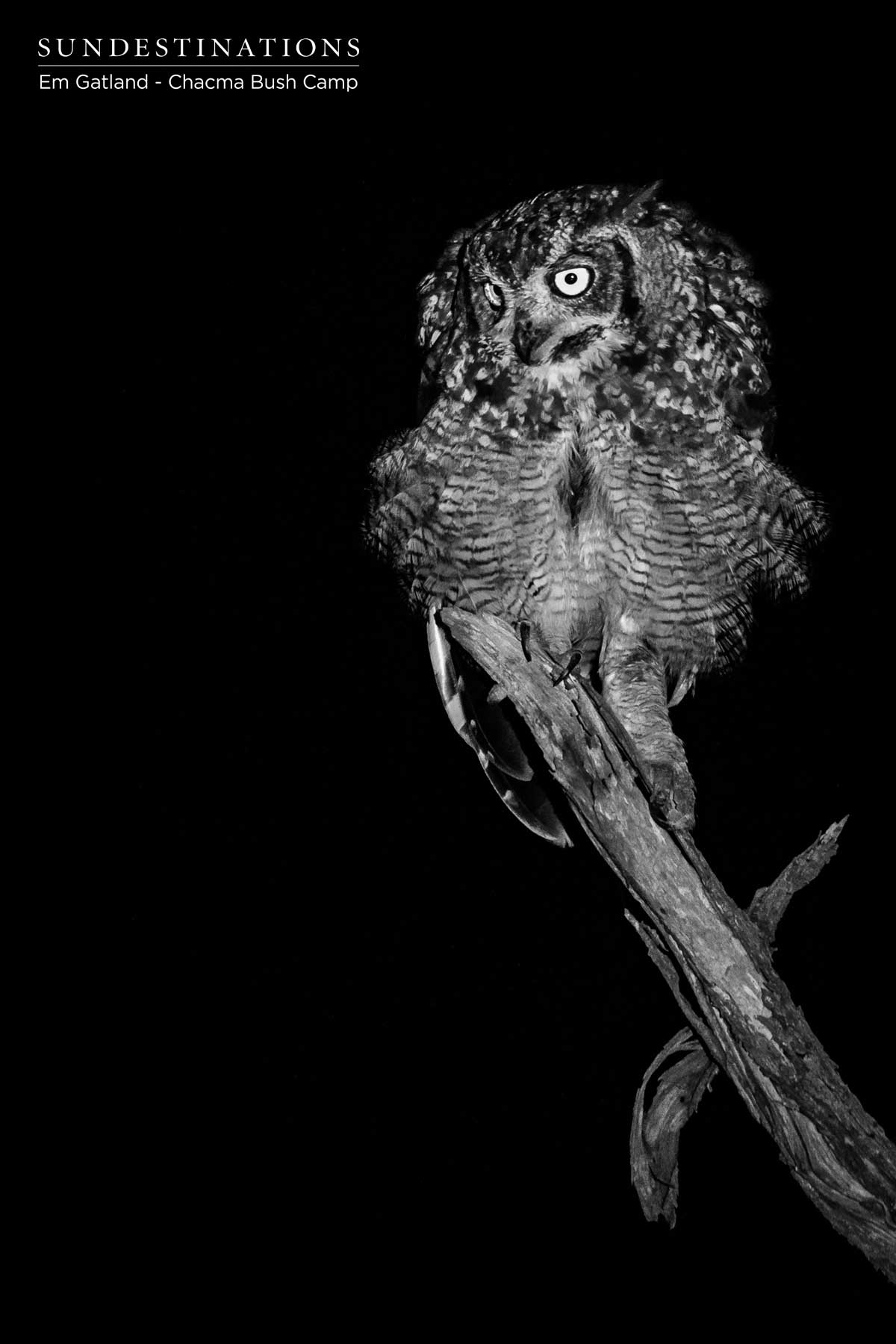 Owls at Chacma Bush Camp Owls at Chacma Bush Camp