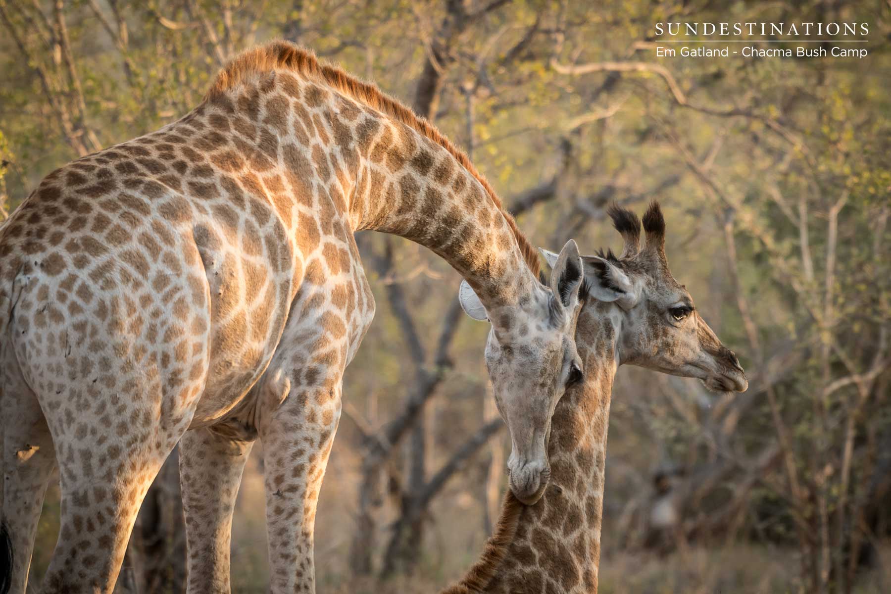 Giraffe at Chacma Bush Camp Giraffe at Chacma Bush Camp