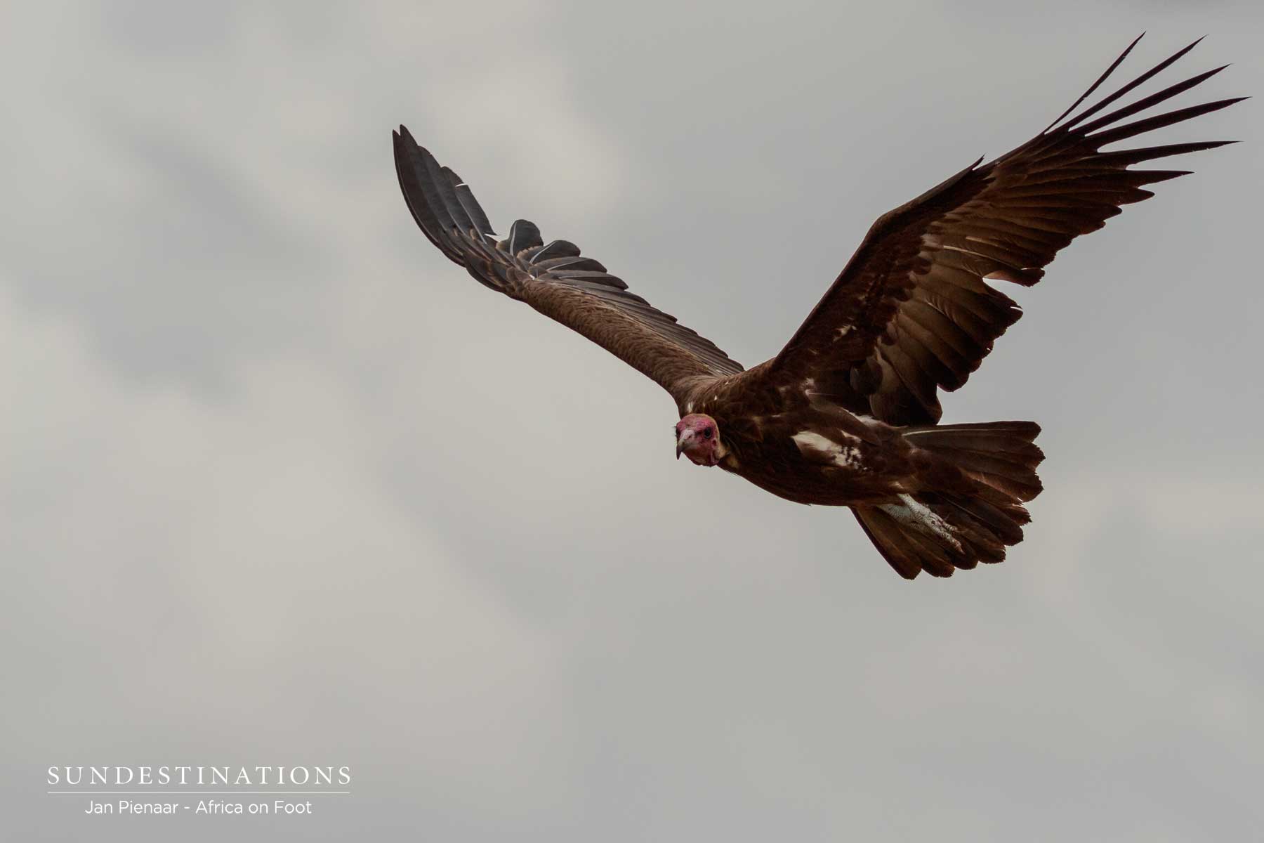 Hooded Vulture Klaserie Hooded Vulture Klaserie