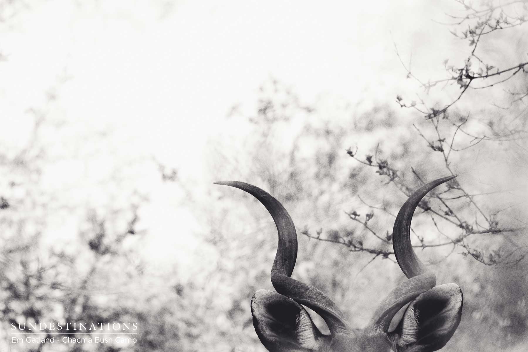 Kudu Bull Maseke Kudu Bull Maseke