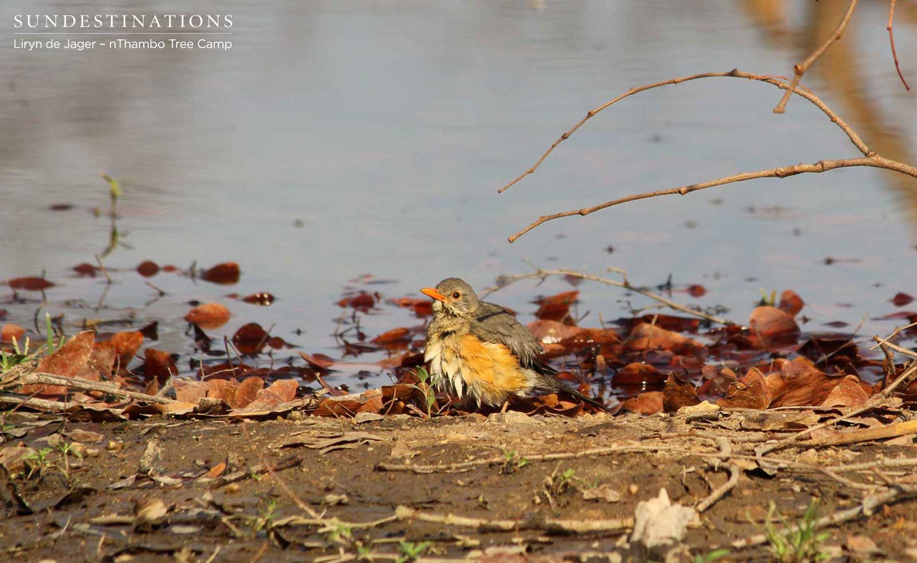Kurrichane Thrush Kurrichane Thrush