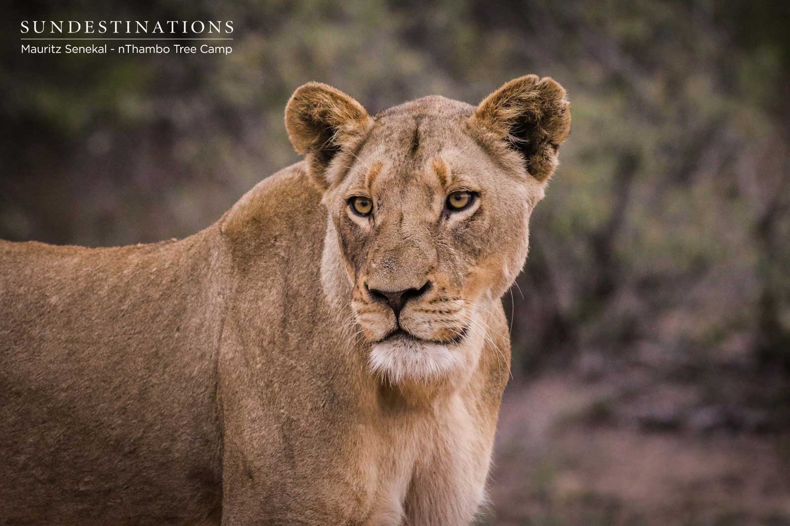 Mafikizolo Lioness Mafikizolo Lioness