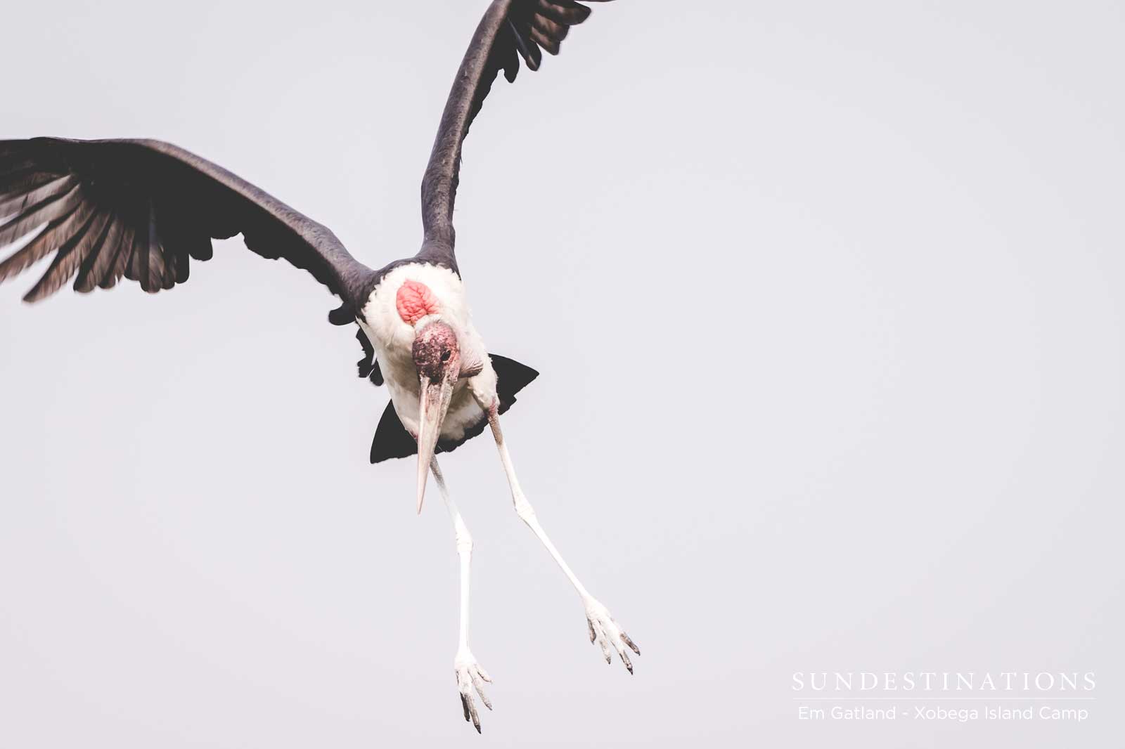 Marabou Stork Marabou Stork