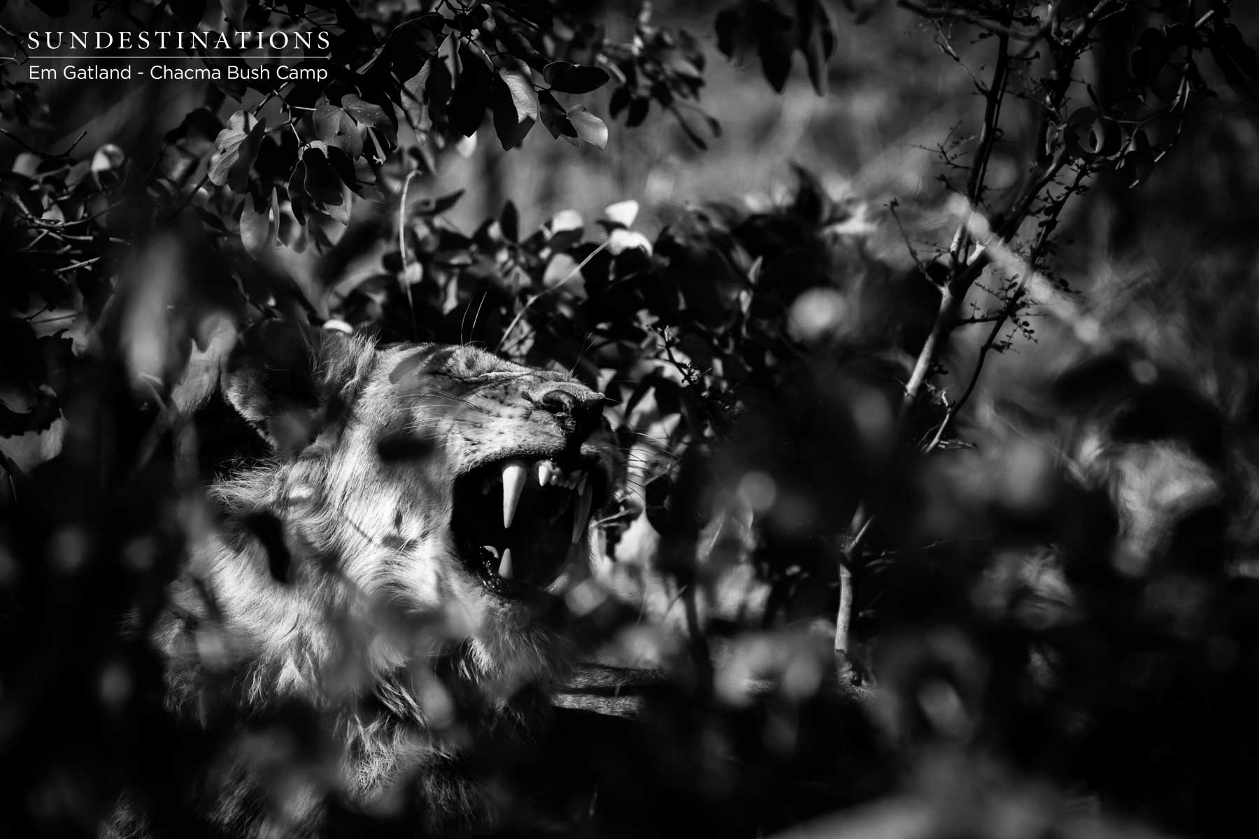 Maseke Male Lions Chacma Maseke Male Lions Chacma
