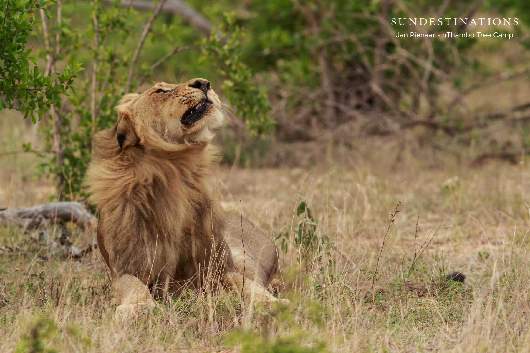 Mbiri Male Lions Klaserie Mbiri Male Lions Klaserie