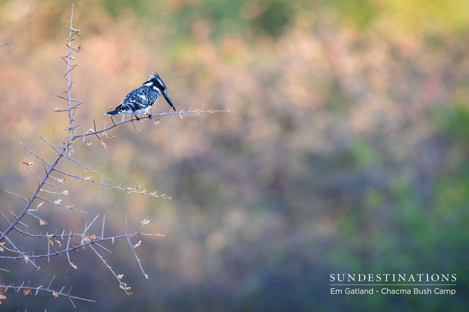 Pied Kingfisher at Chacma Pied Kingfisher at Chacma