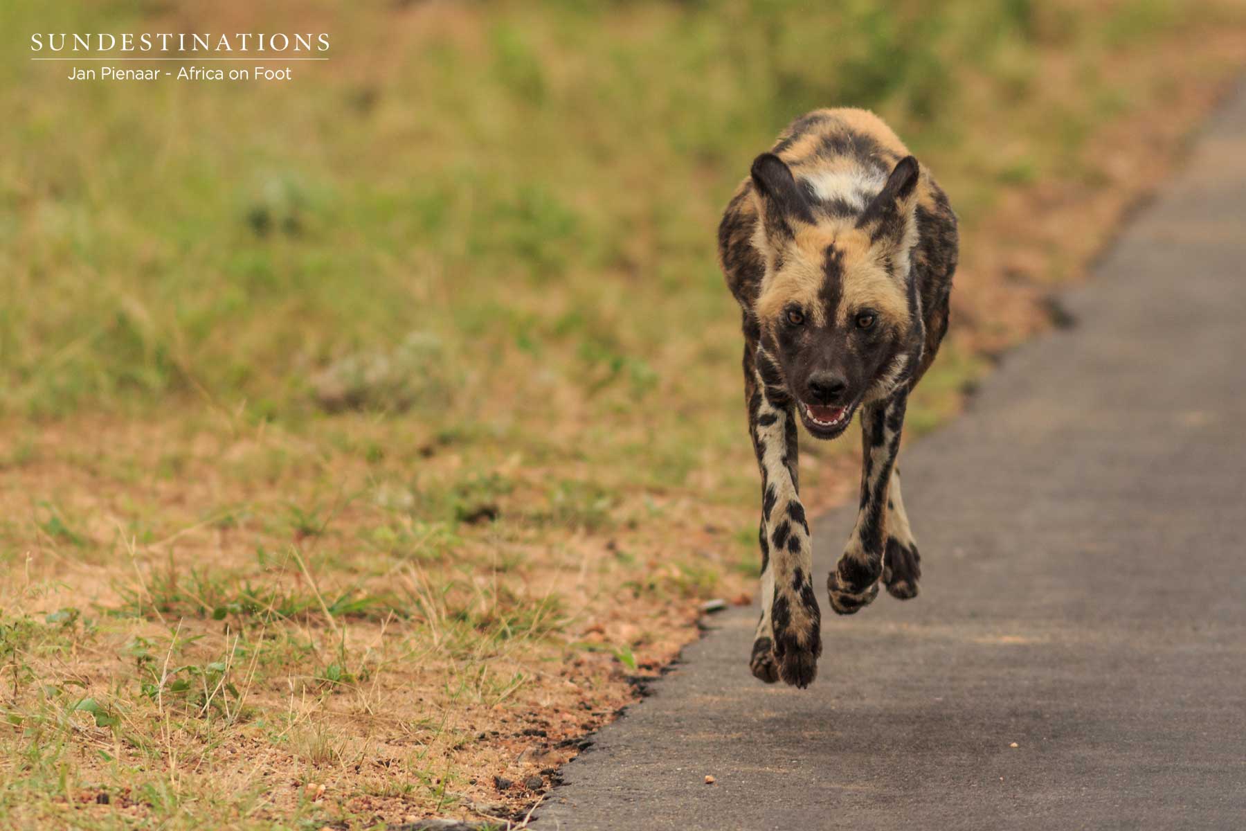 Wild Dogs Kruger Wild Dogs Kruger