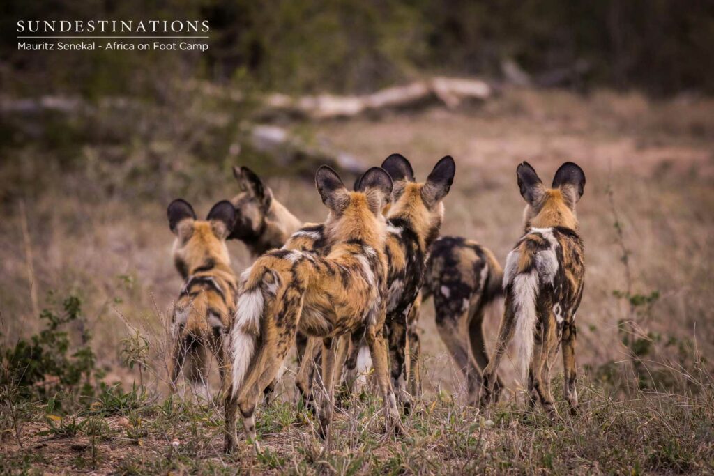Wild Dogs in Klaserie Wilderness
