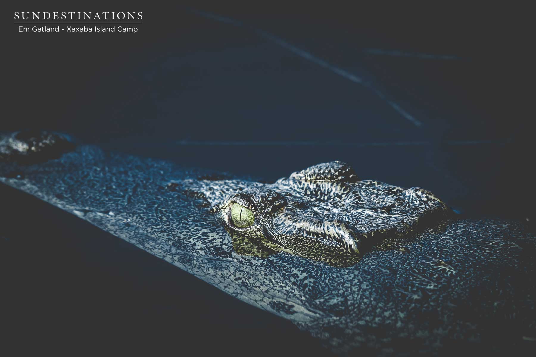 Xaxaba Crocodile Xaxaba Crocodile