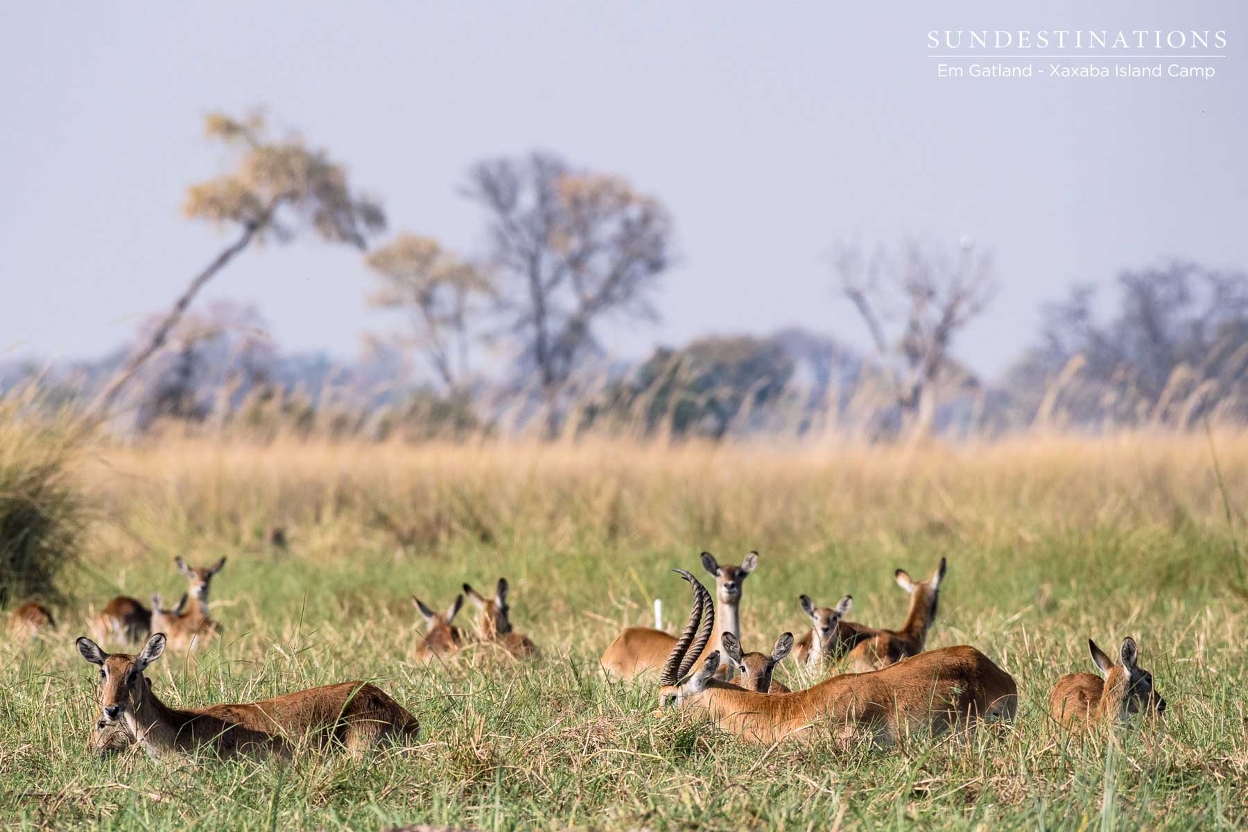 Red Lechwe Xaxaba Island Camp Red Lechwe Xaxaba Island Camp