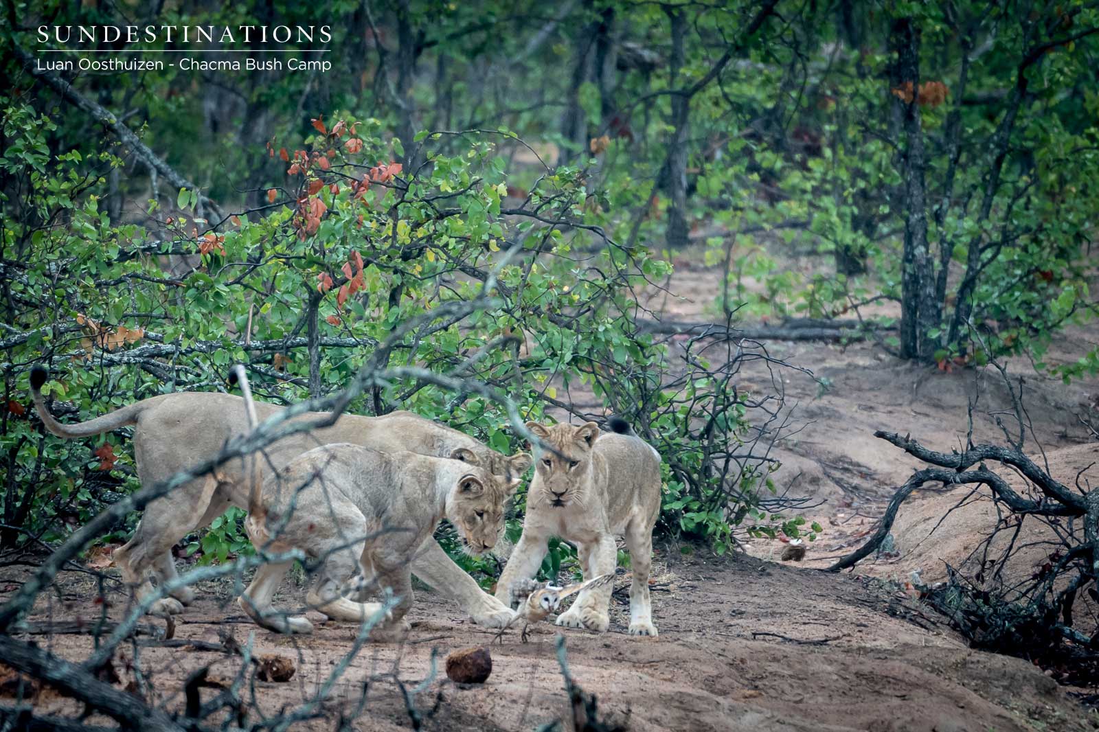 Chacma Lion Cubs with Owl Chacma Lion Cubs with Owl