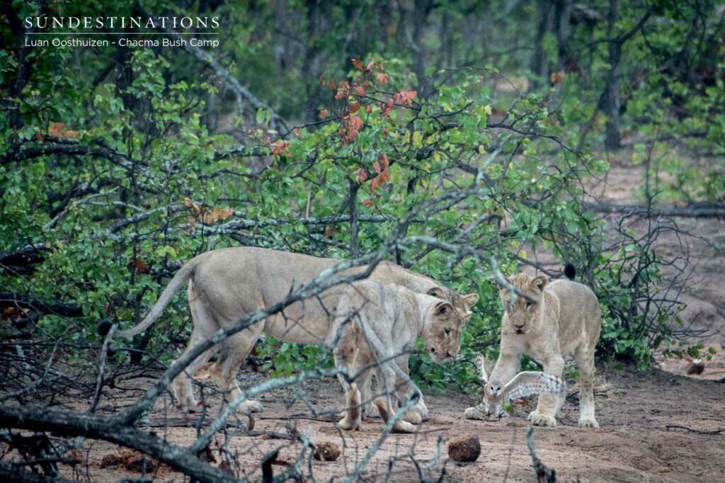 Lion Cubs with Owl