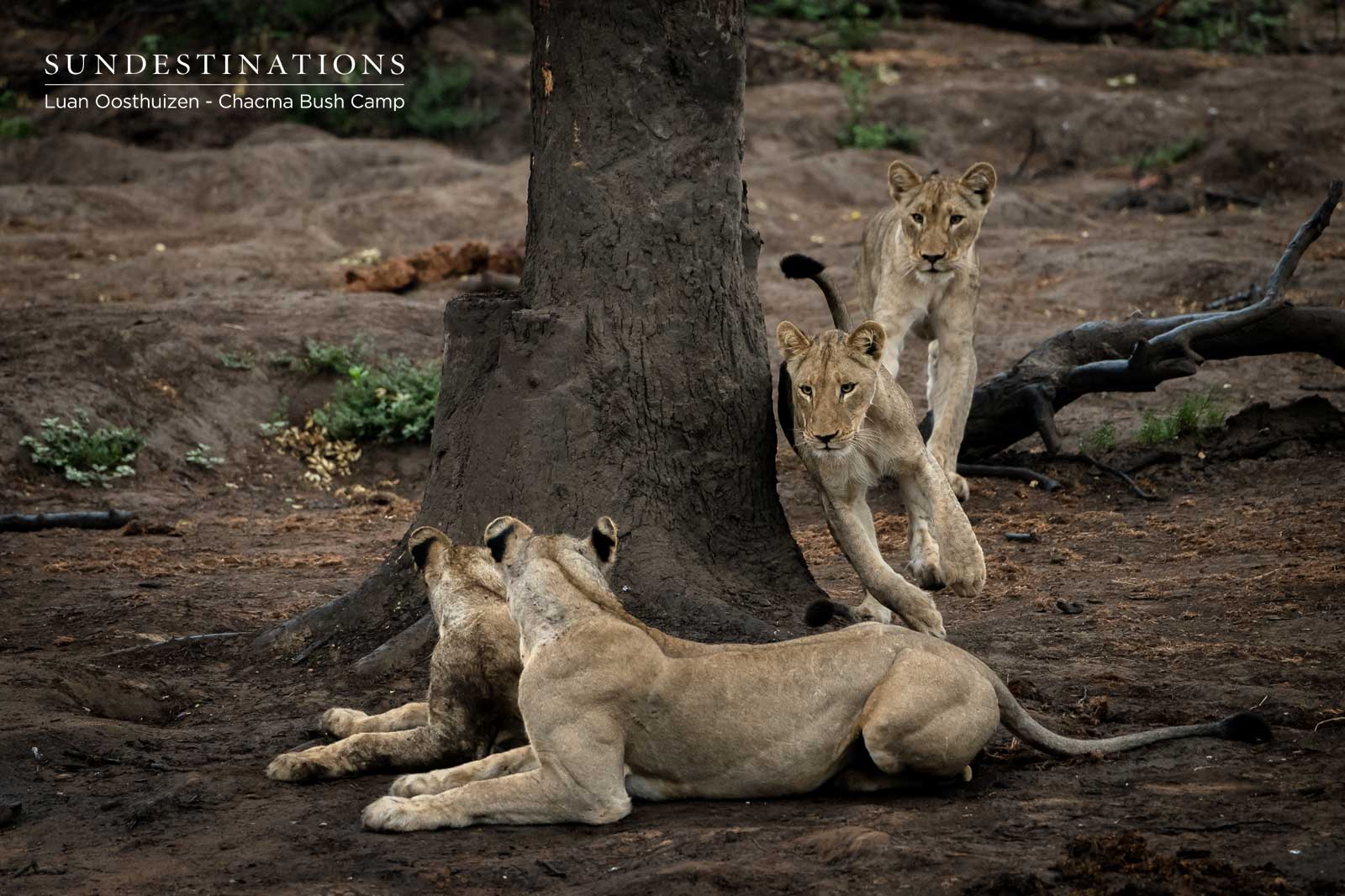Chacma Lions at Play Chacma Lions at Play