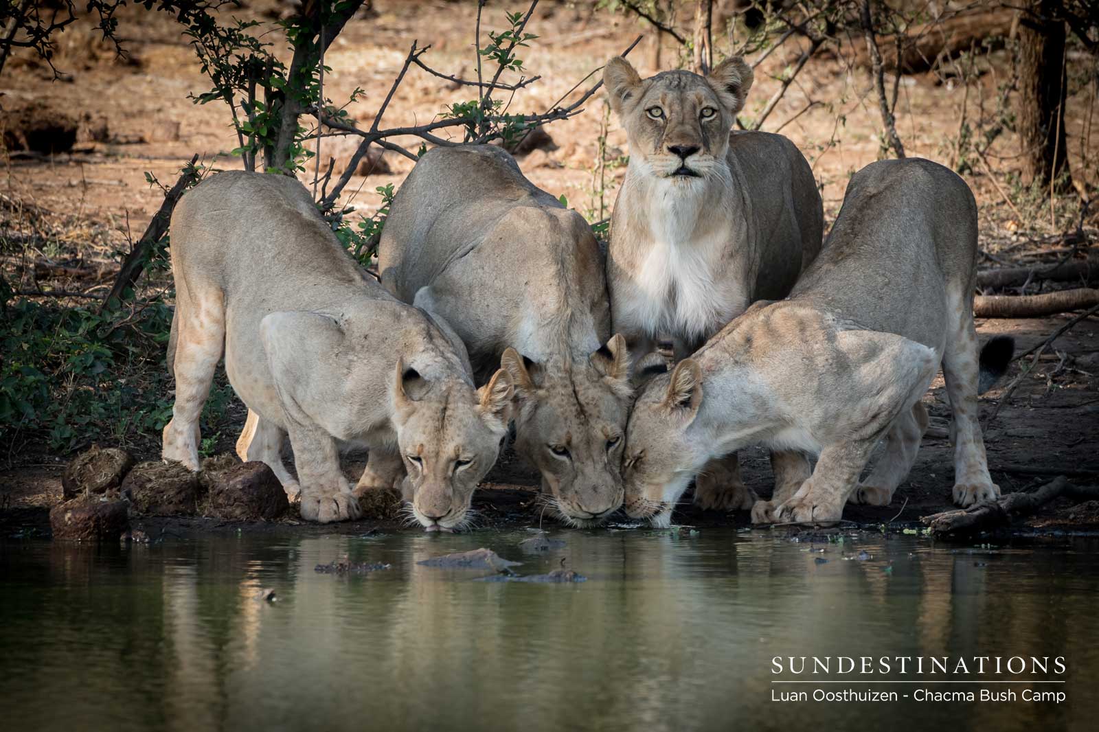 Pride of Lions in Maseke Pride of Lions in Maseke