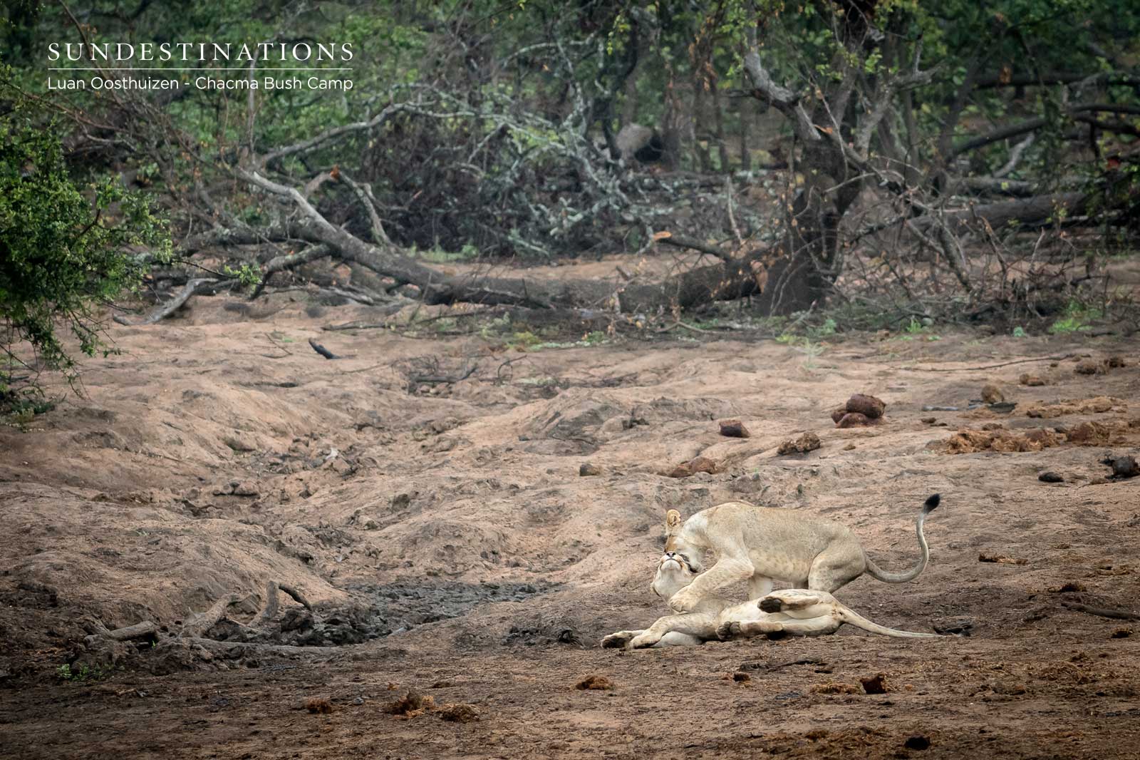 Chacma Lions Play with Owl Chacma Lions Play with Owl