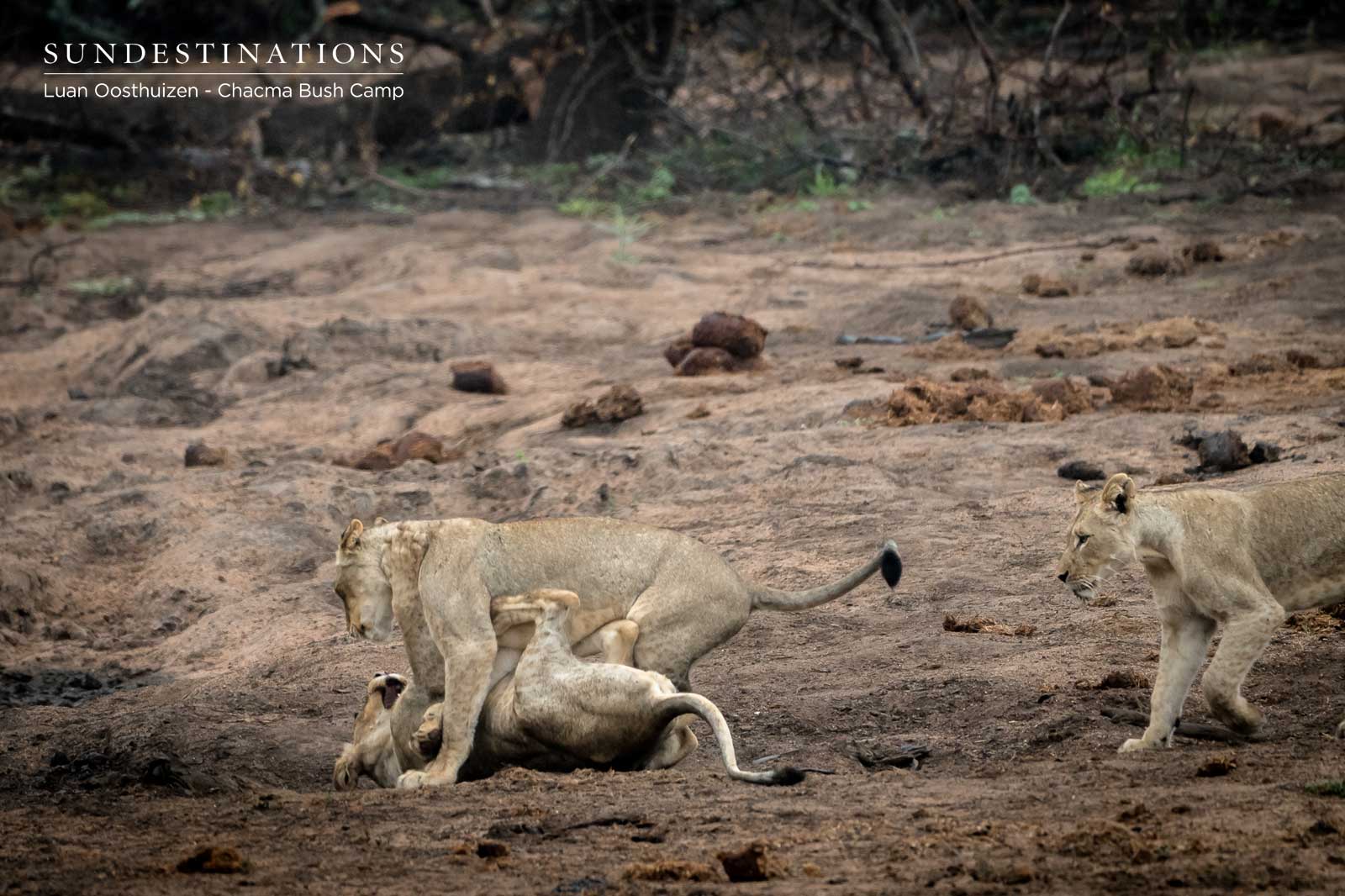 Chacma Lions at Play Chacma Lions at Play