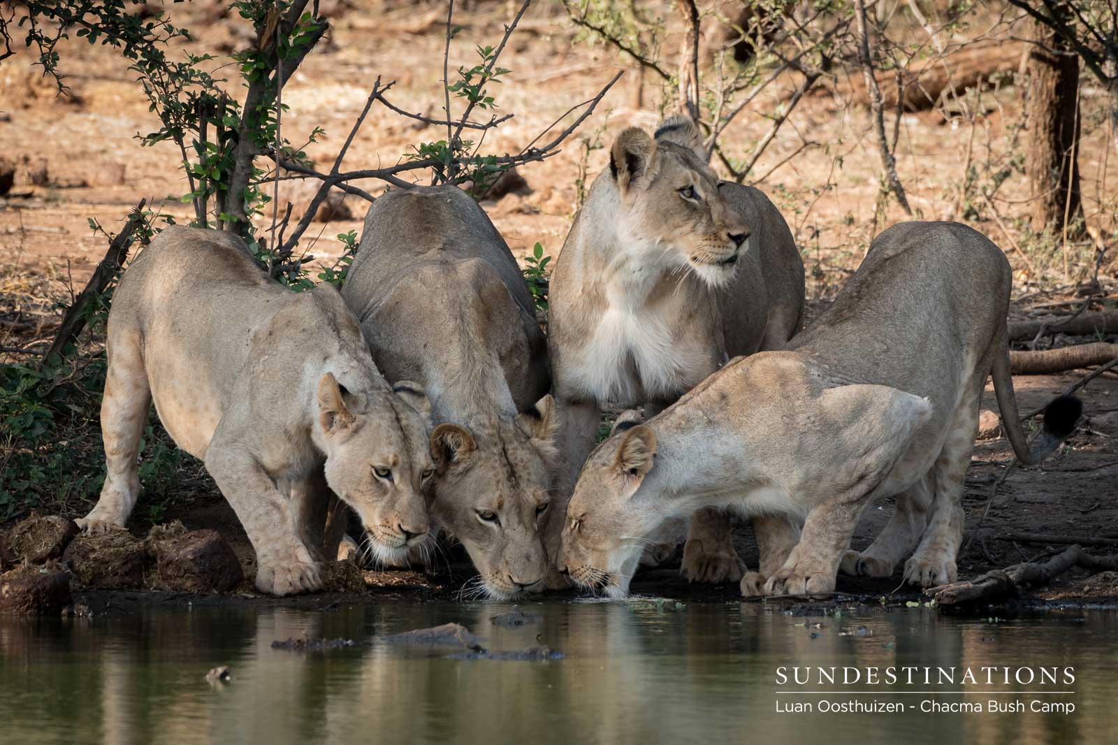 Lions Stopping for a Drink Lions Stopping for a Drink