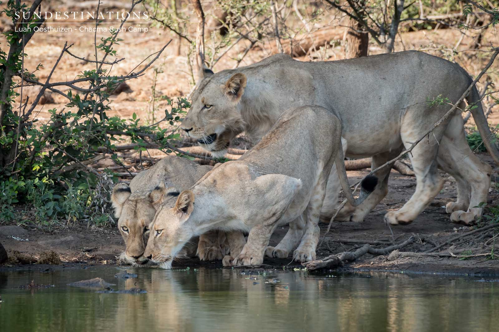 Maseke Lions Drink at Waterhole Maseke Lions Drink at Waterhole