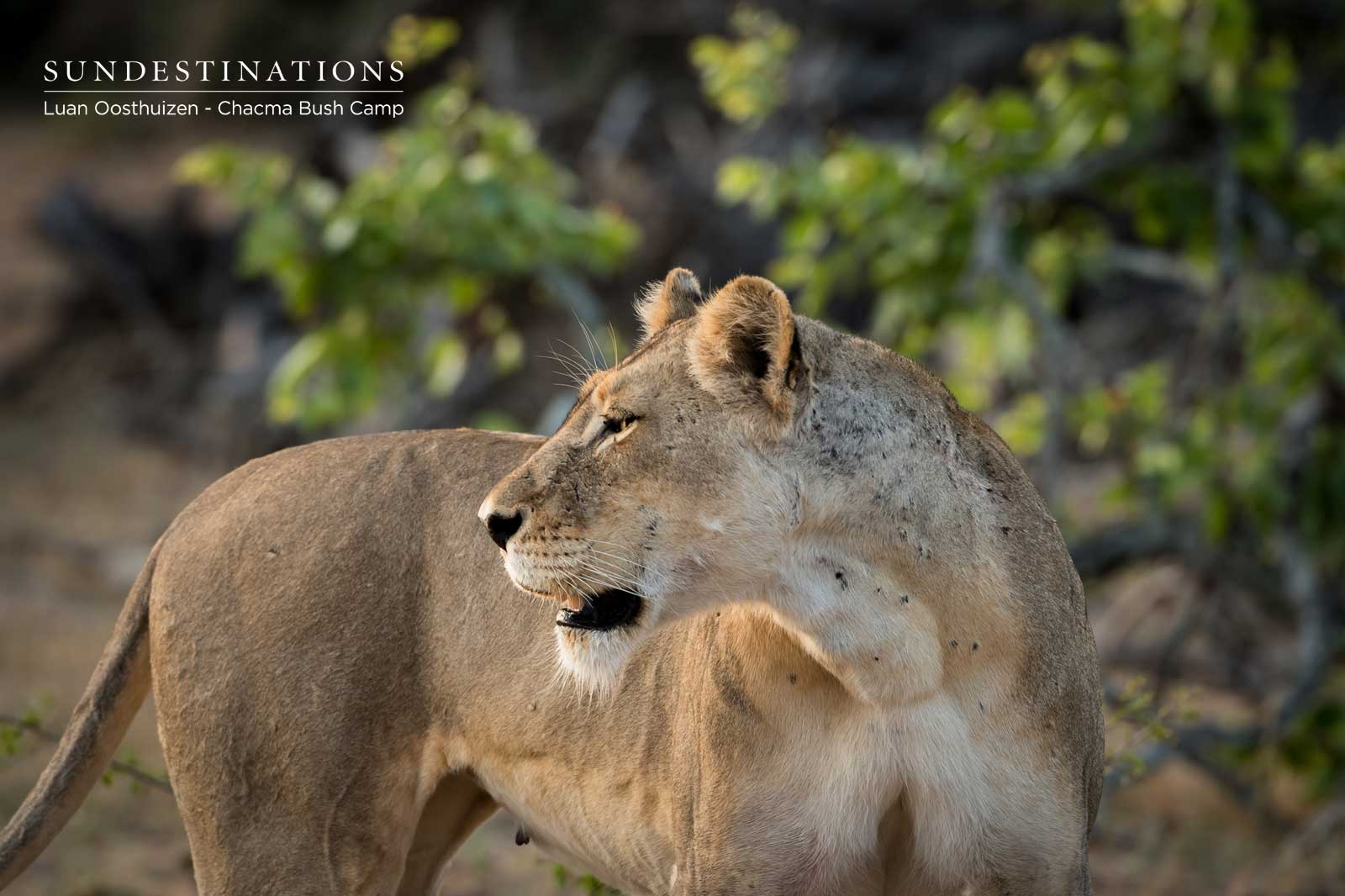 Chacma Lioness Chacma Lioness