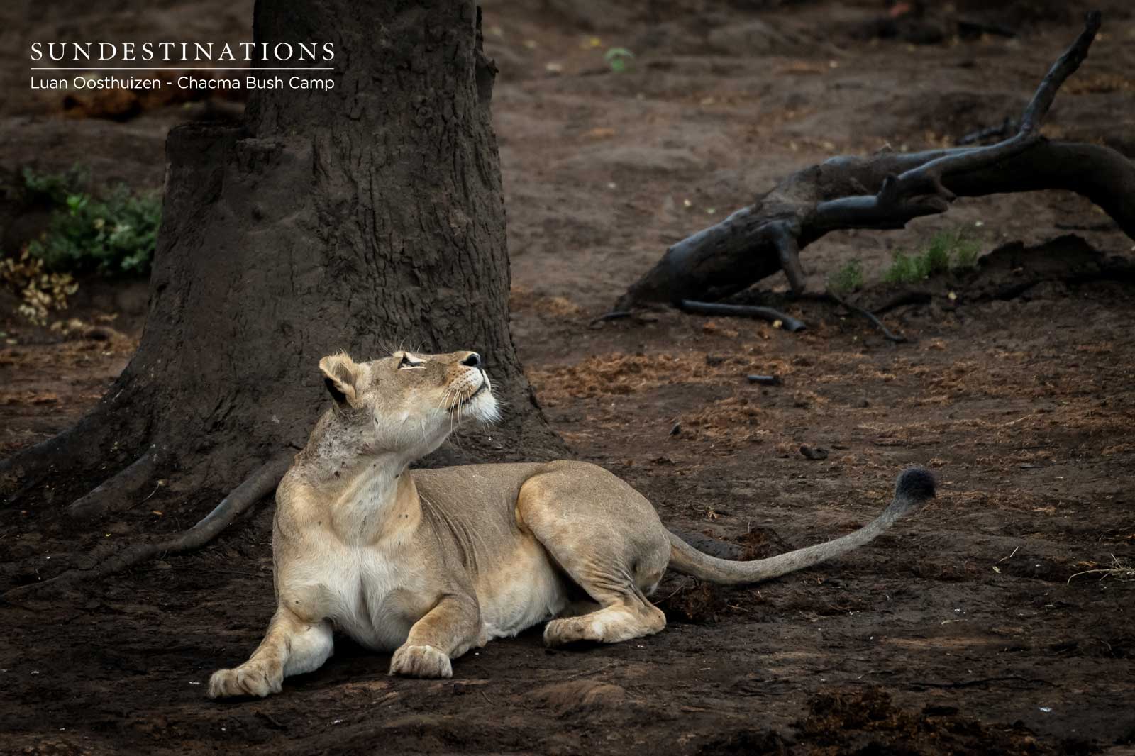 Lioness at Chacma Lioness at Chacma