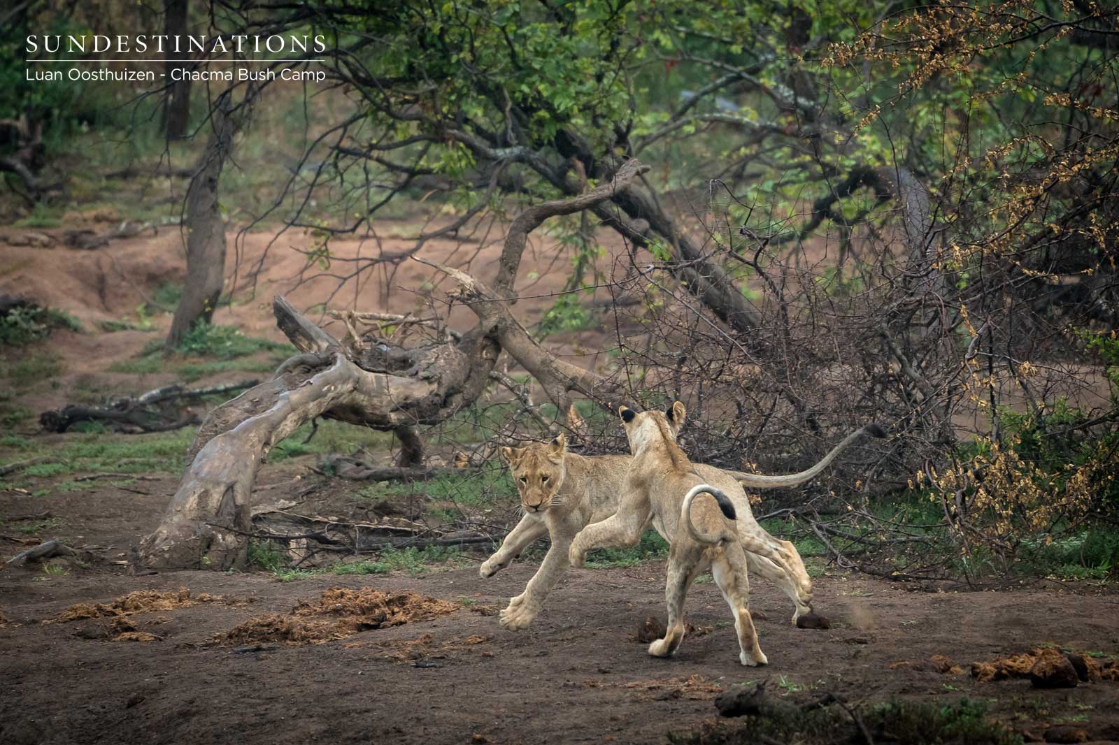 Lions at Chacma Play Lions at Chacma Play