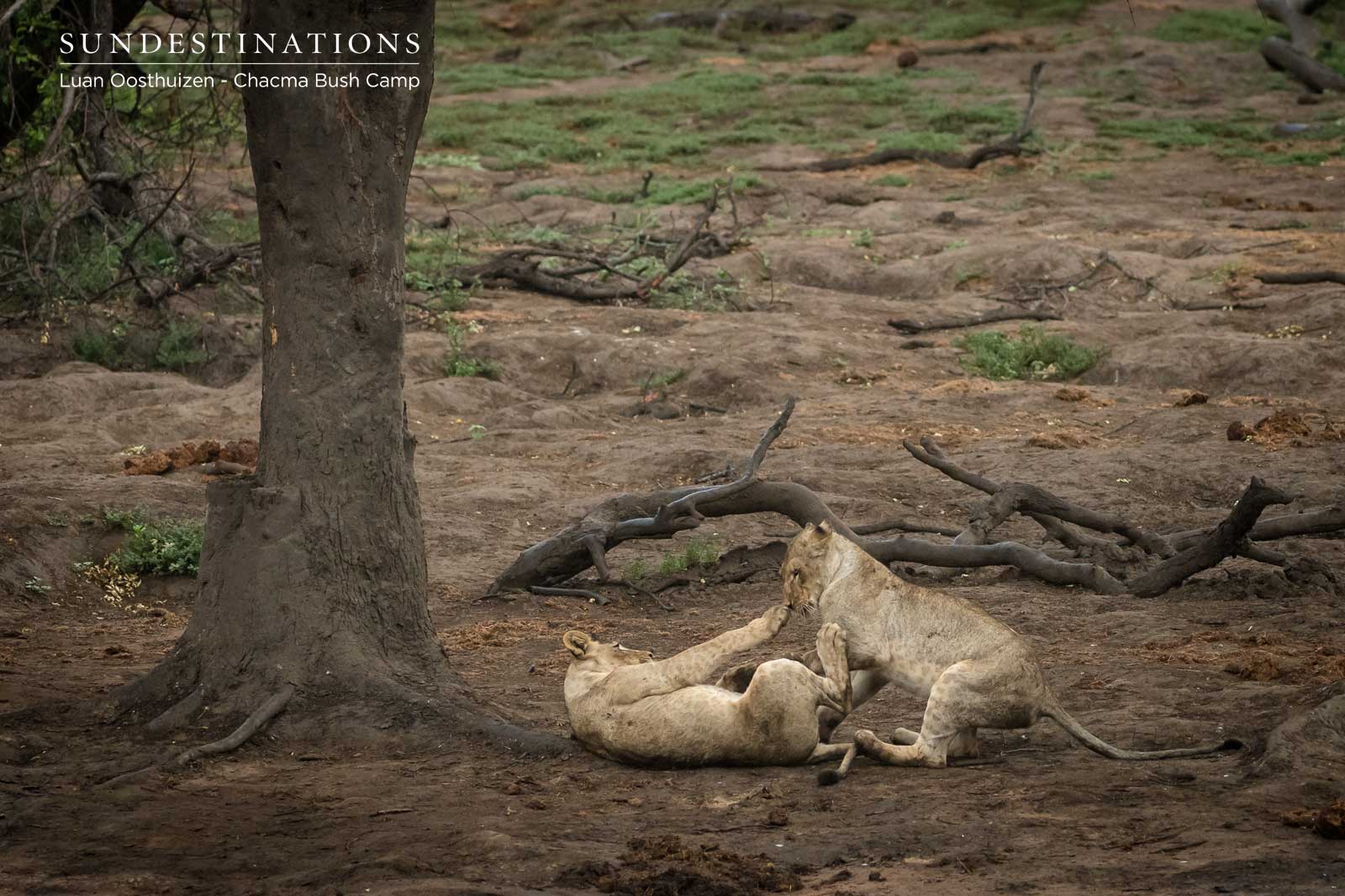 Couple of Chacma Lions Couple of Chacma Lions