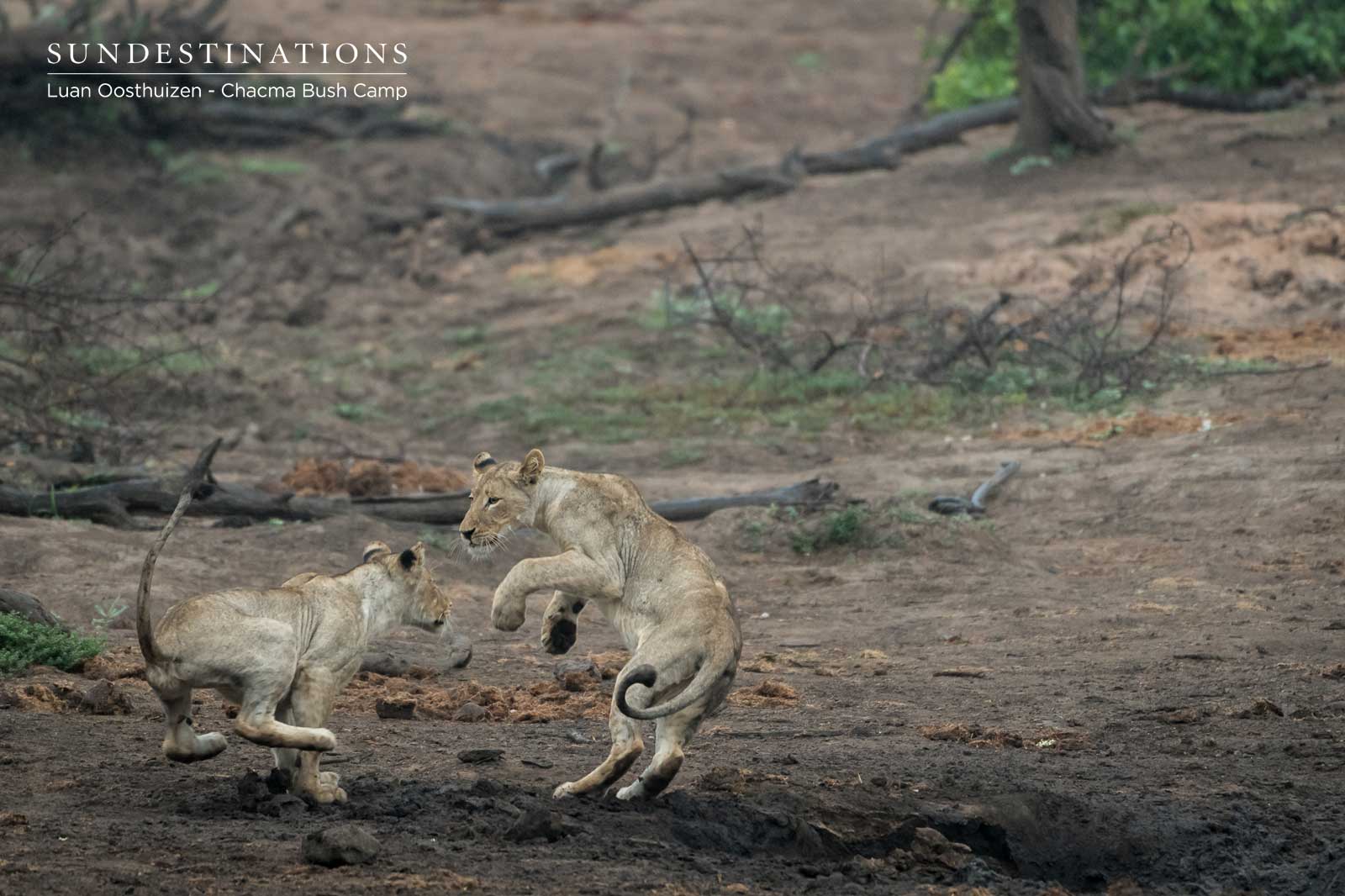 Lions Play in the Maseke Lions Play in the Maseke