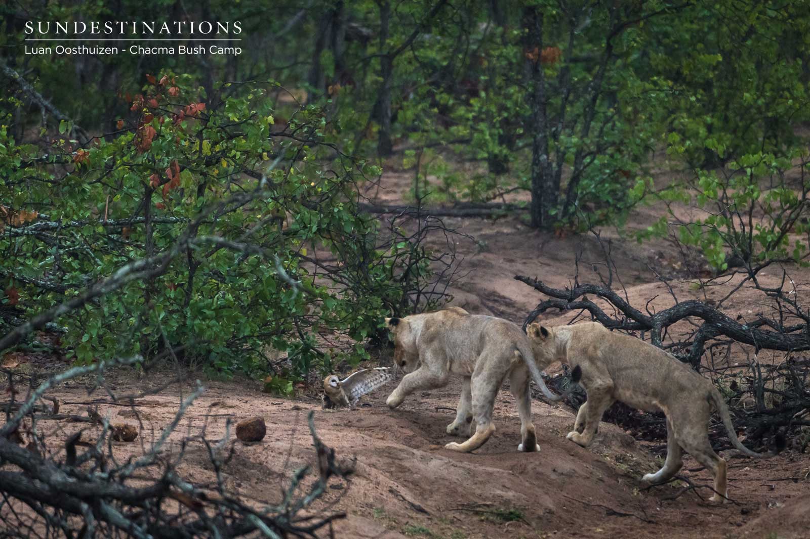 Chacma Owl Lions Chacma Owl Lions