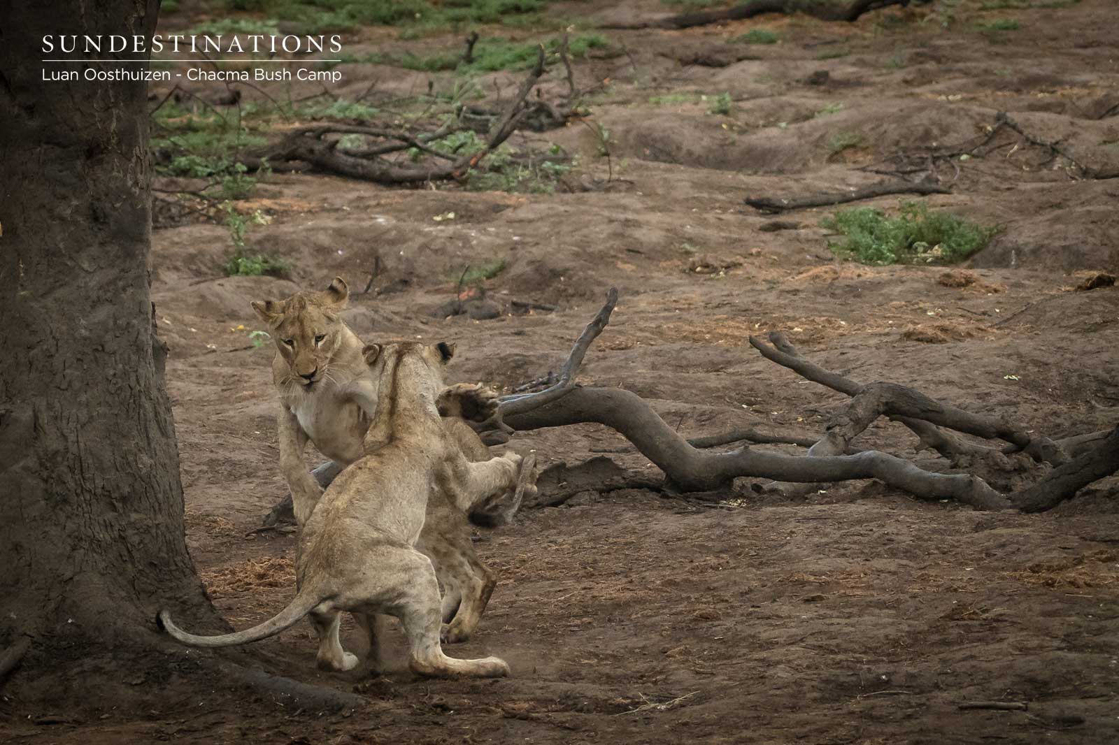 Lion Cub Scuffle Lion Cub Scuffle
